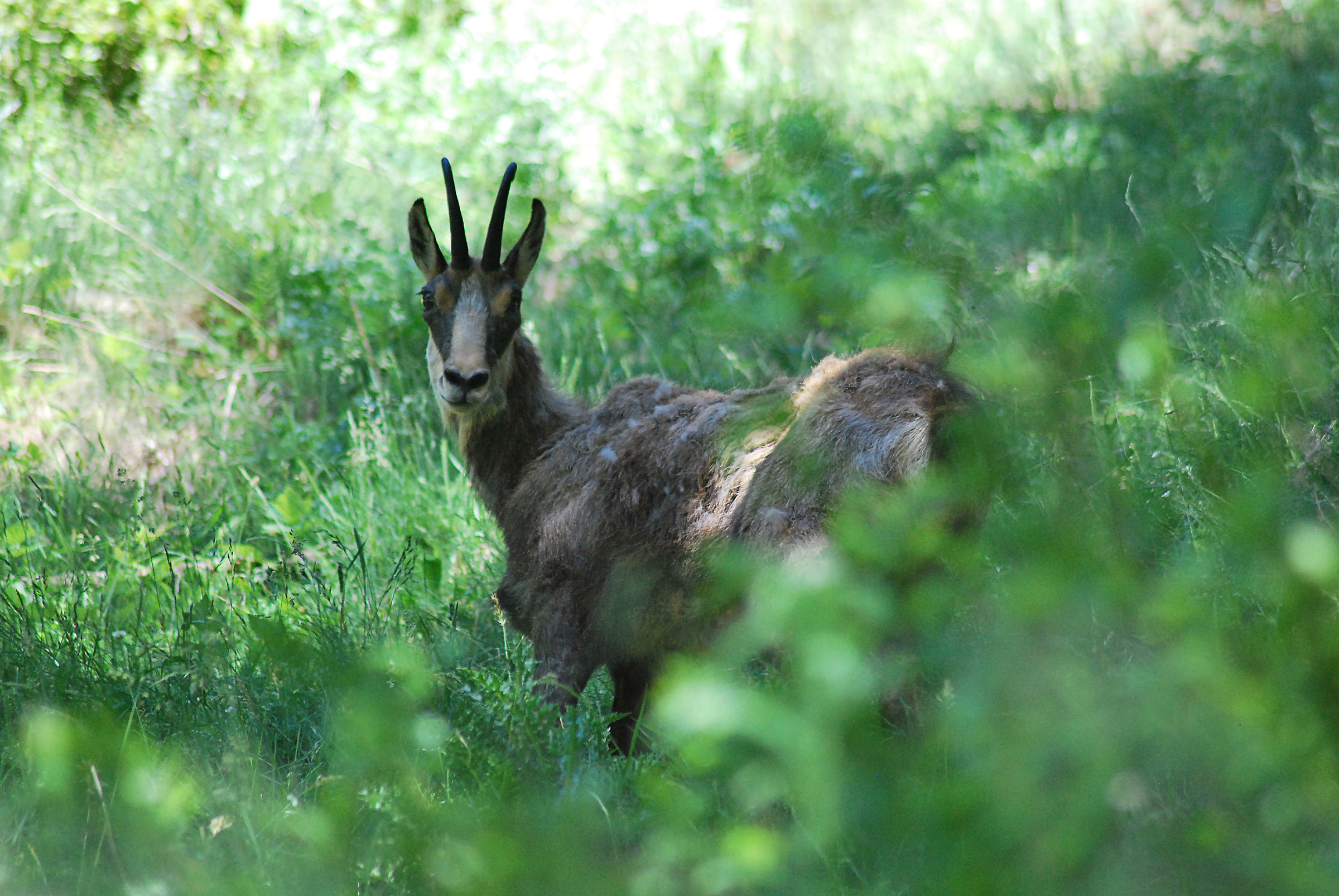 Chamois