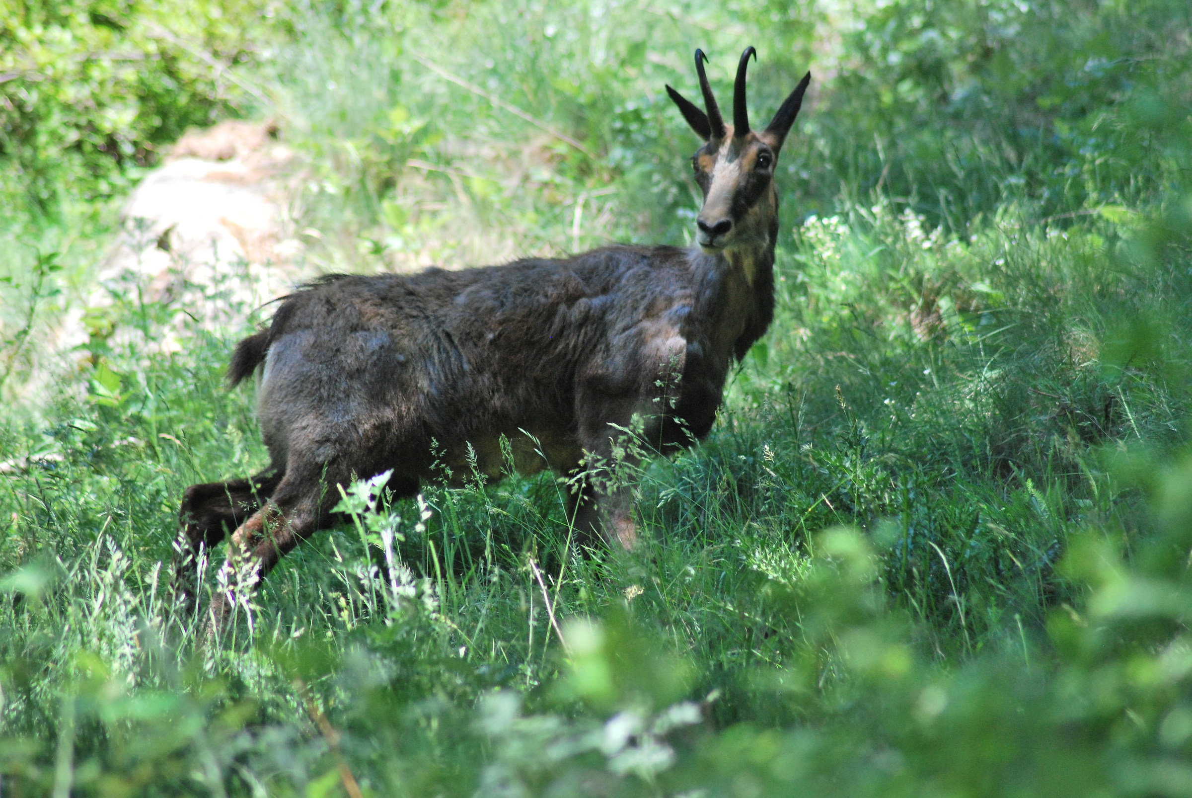 Chamois