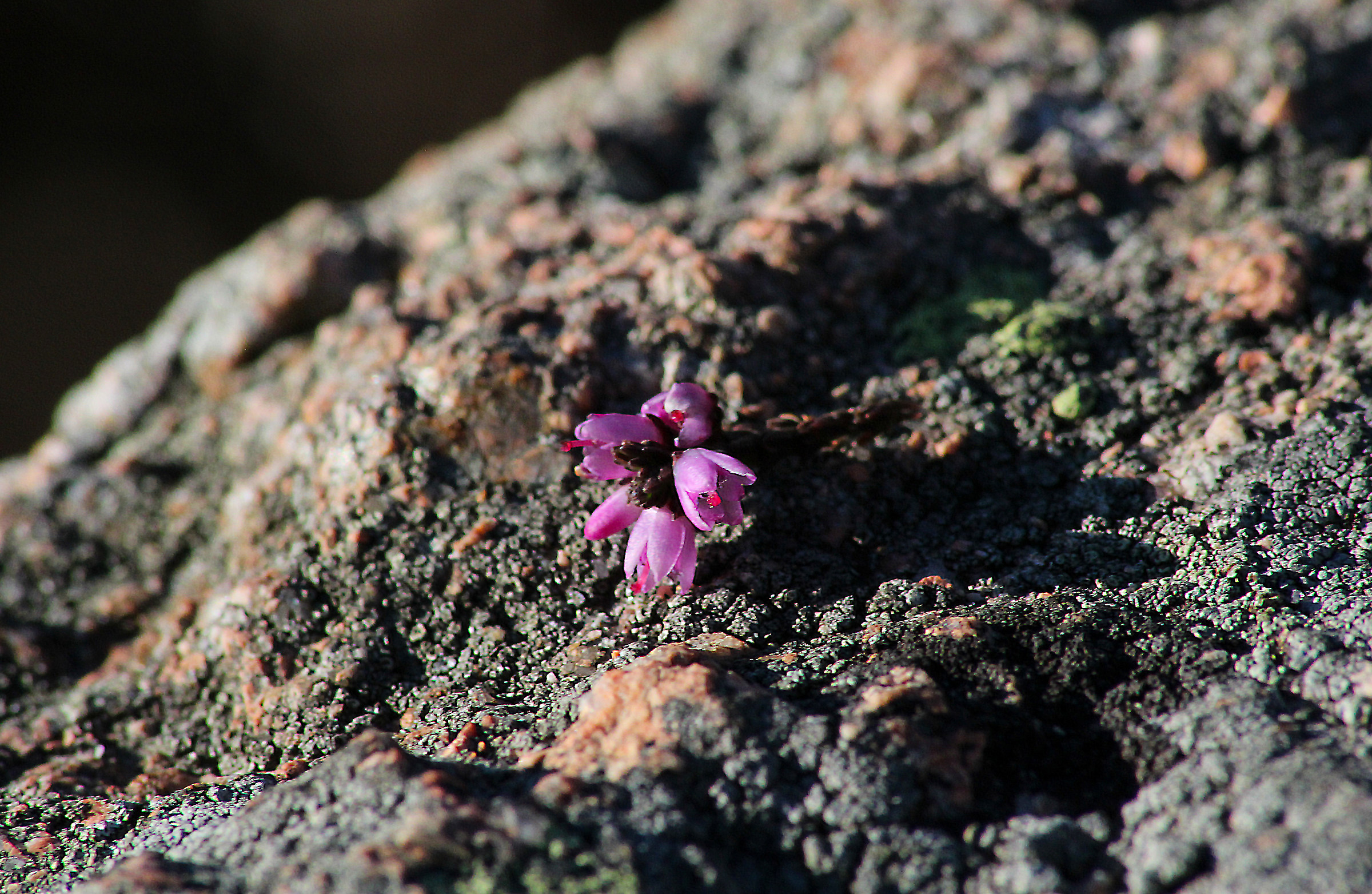 Eos 7D ... Sigma 70-300 f8 ...