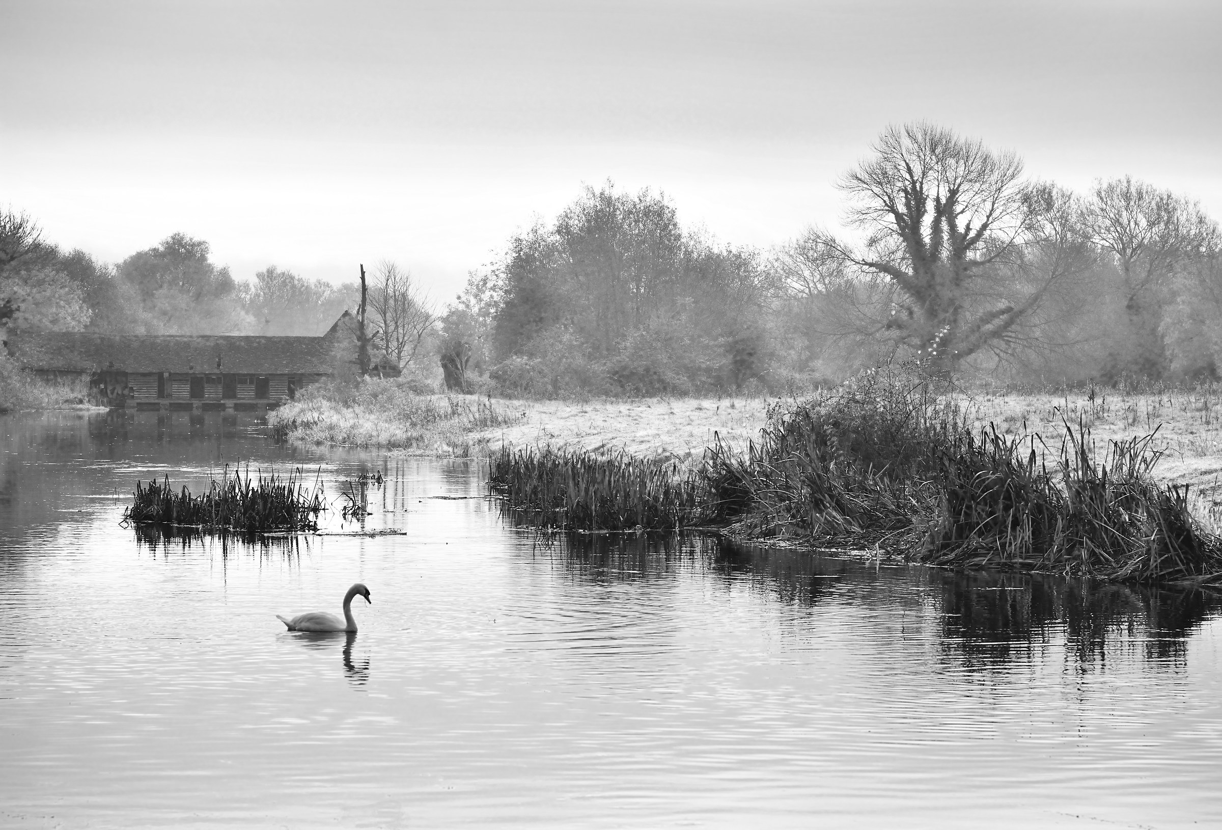 Swan on the Avon, an early dull morning