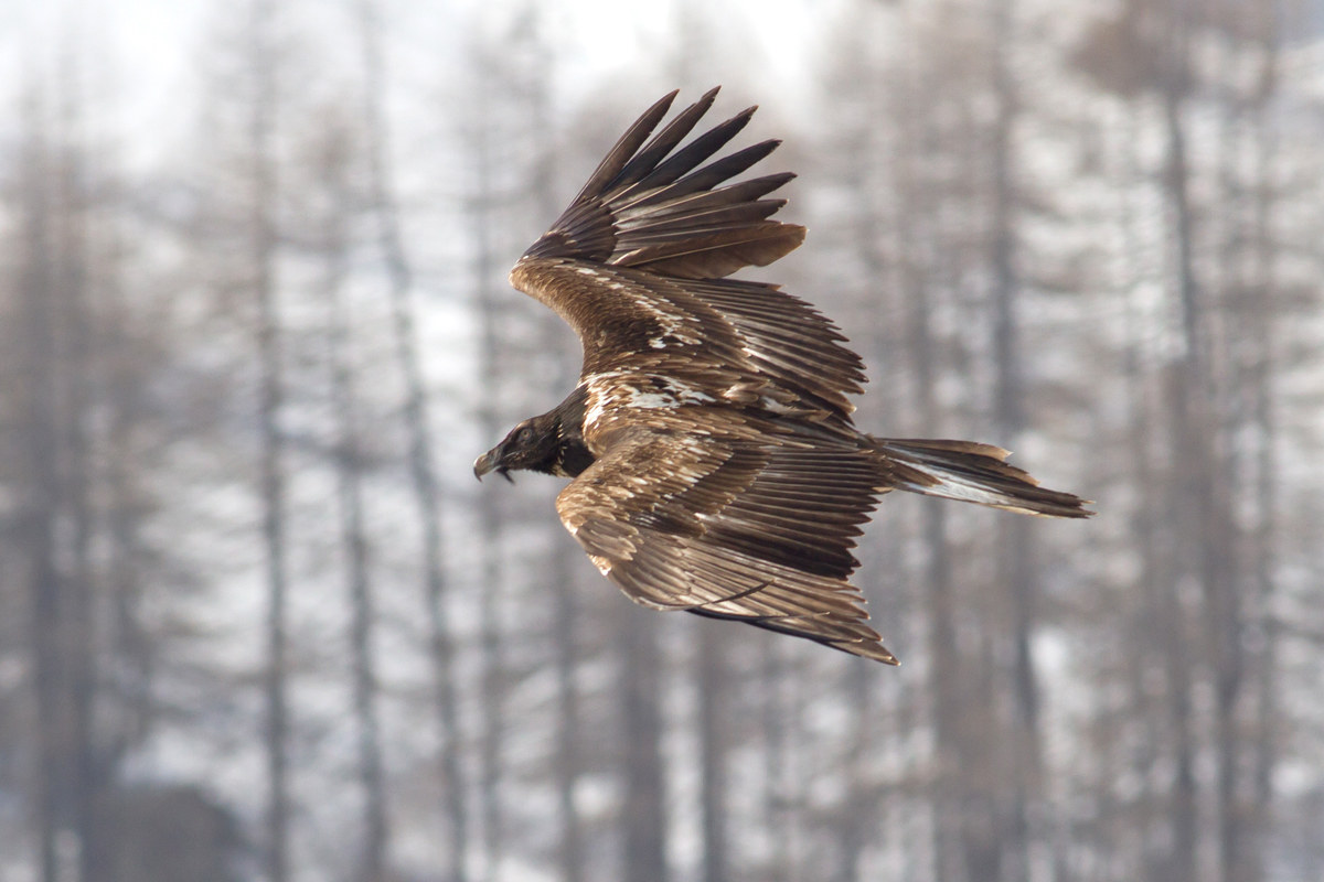 young Bearded vulture