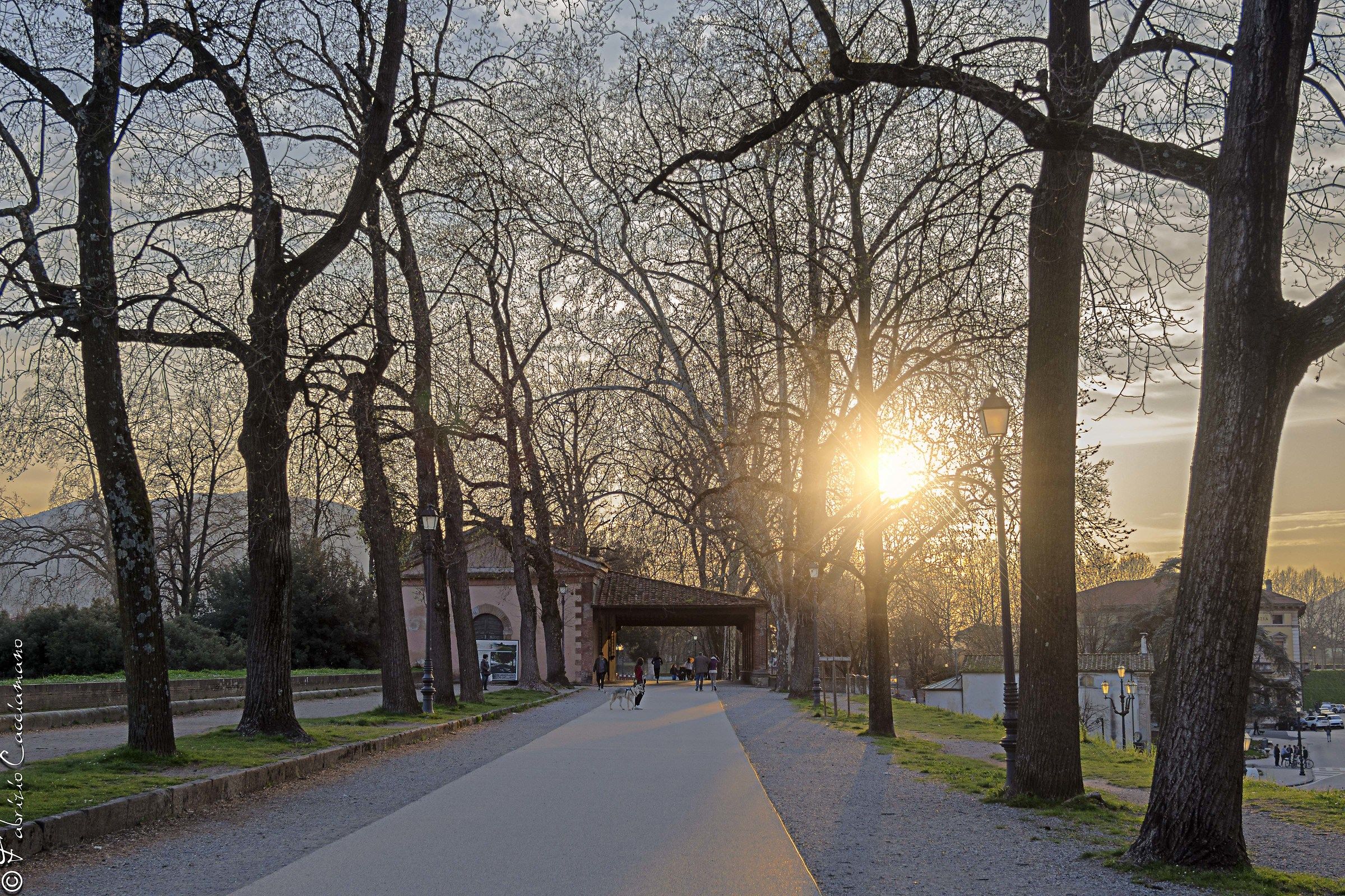 On the walls of Lucca