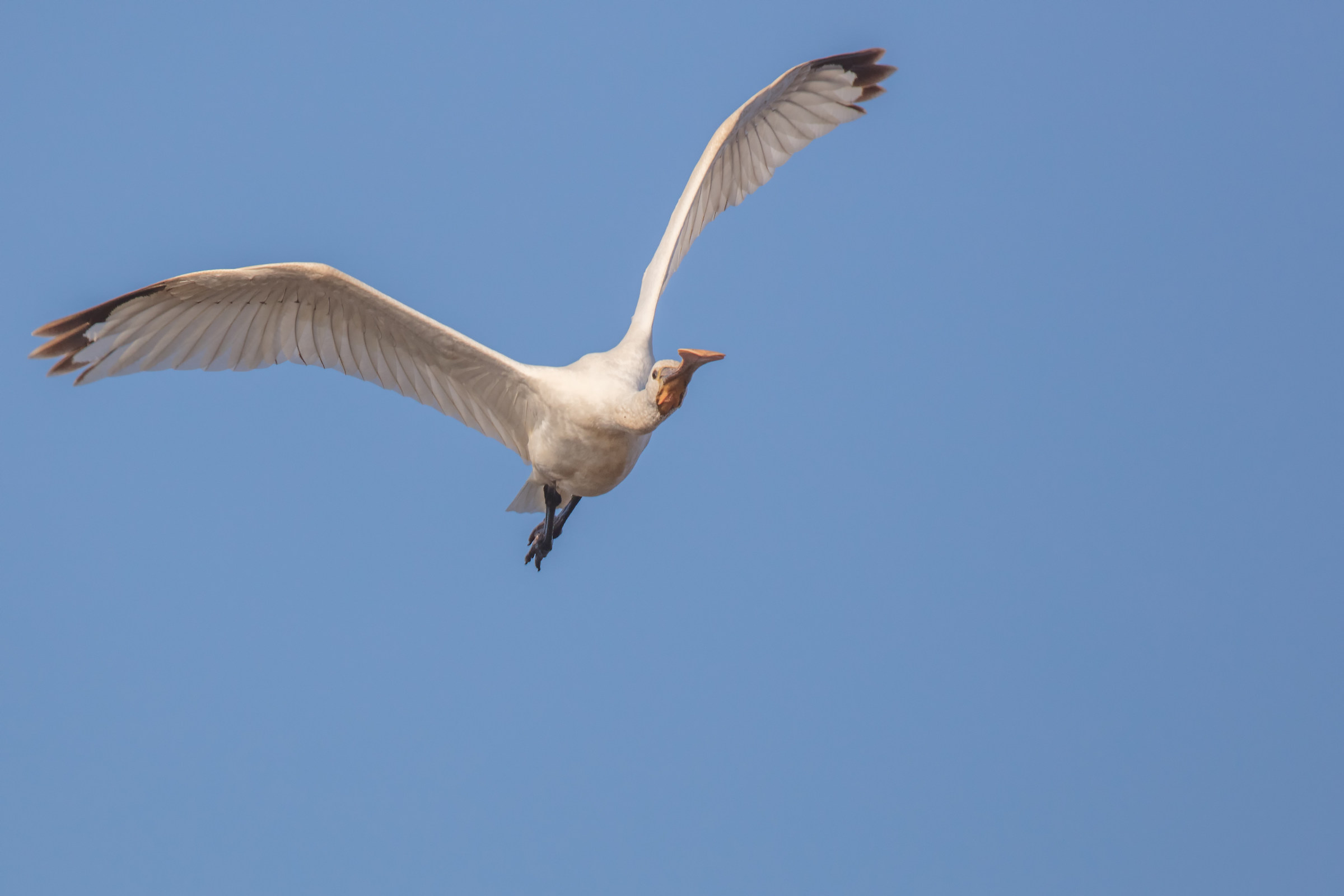 Spoonbill in flight