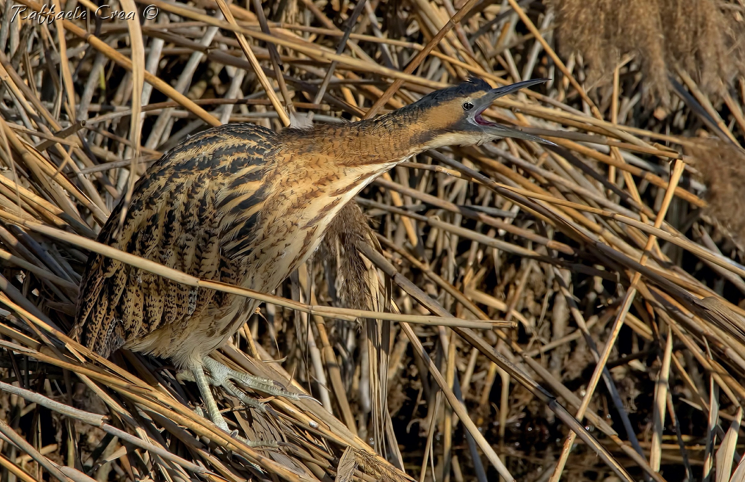 Bittern: The Scream