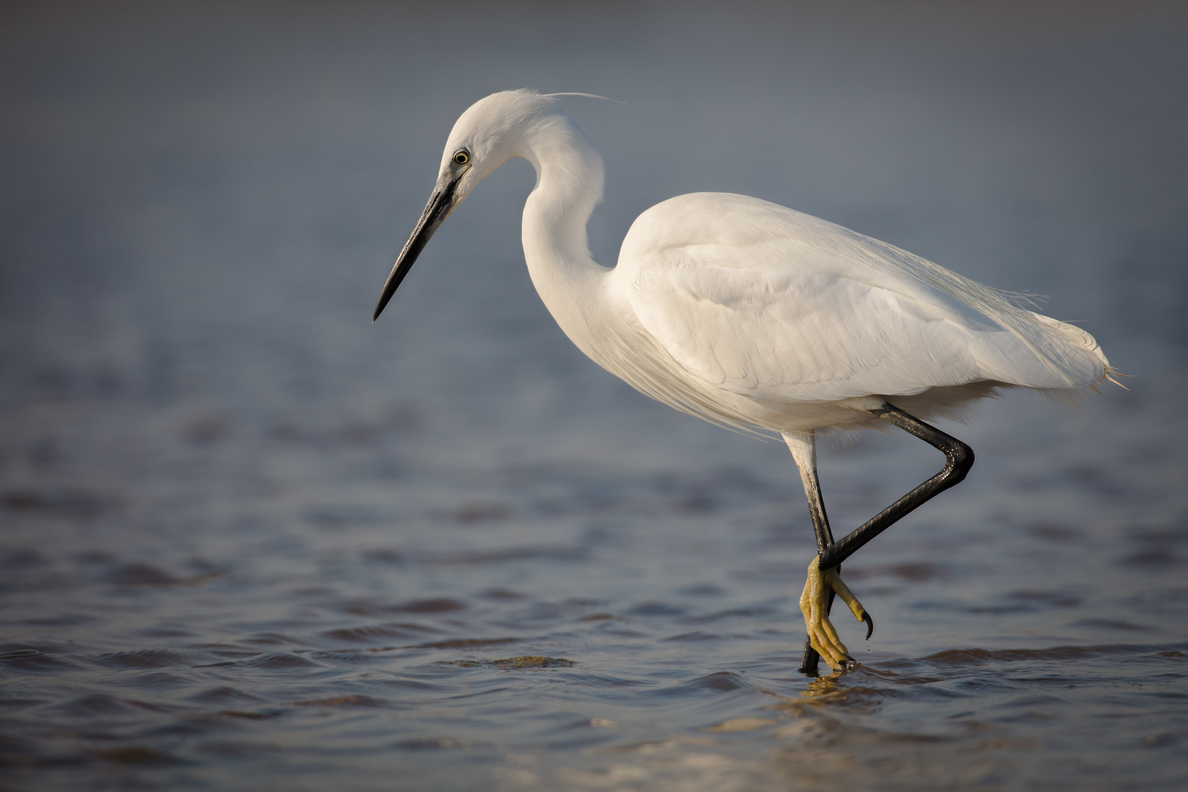 Egret at sunset