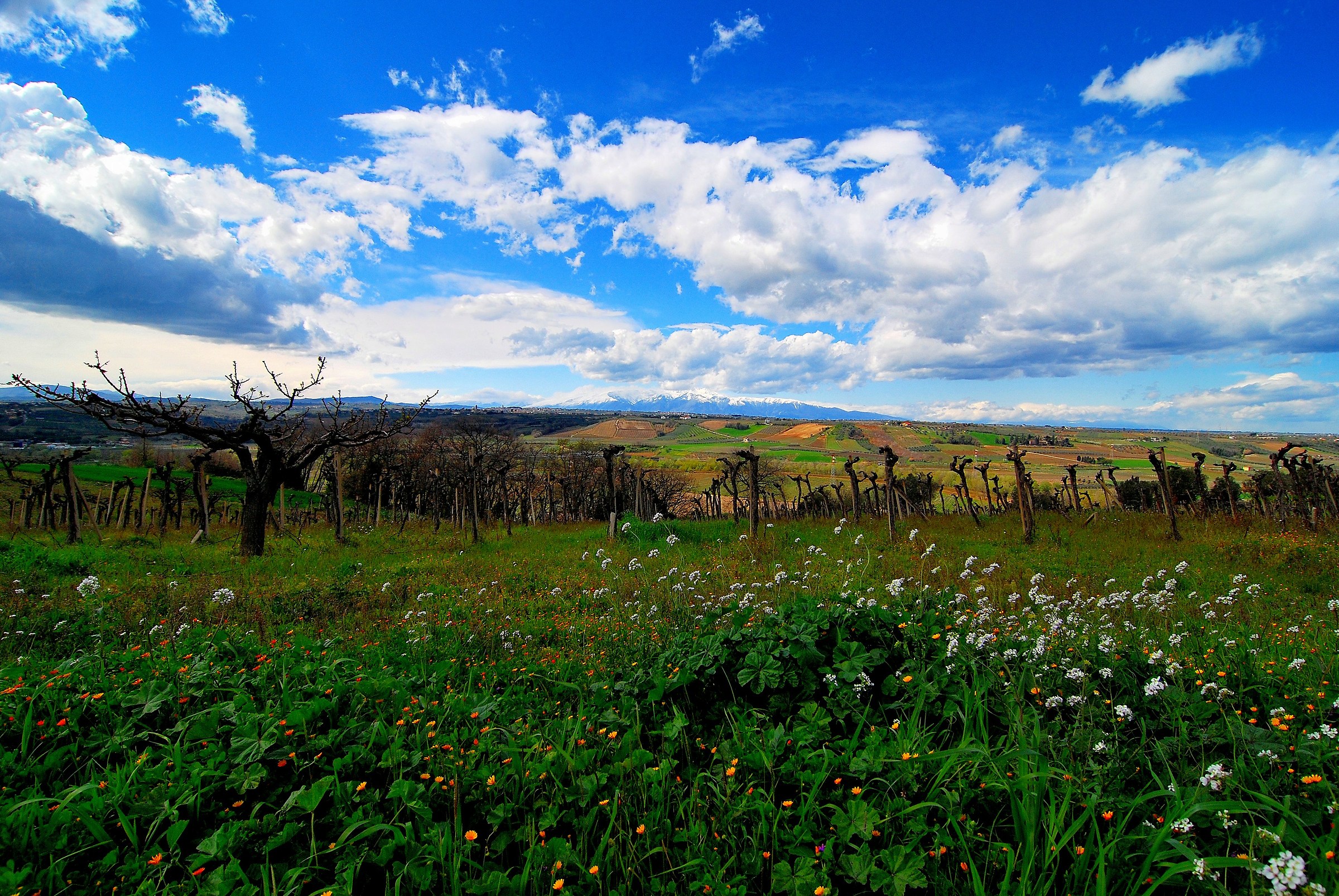 Presagio di Primavera