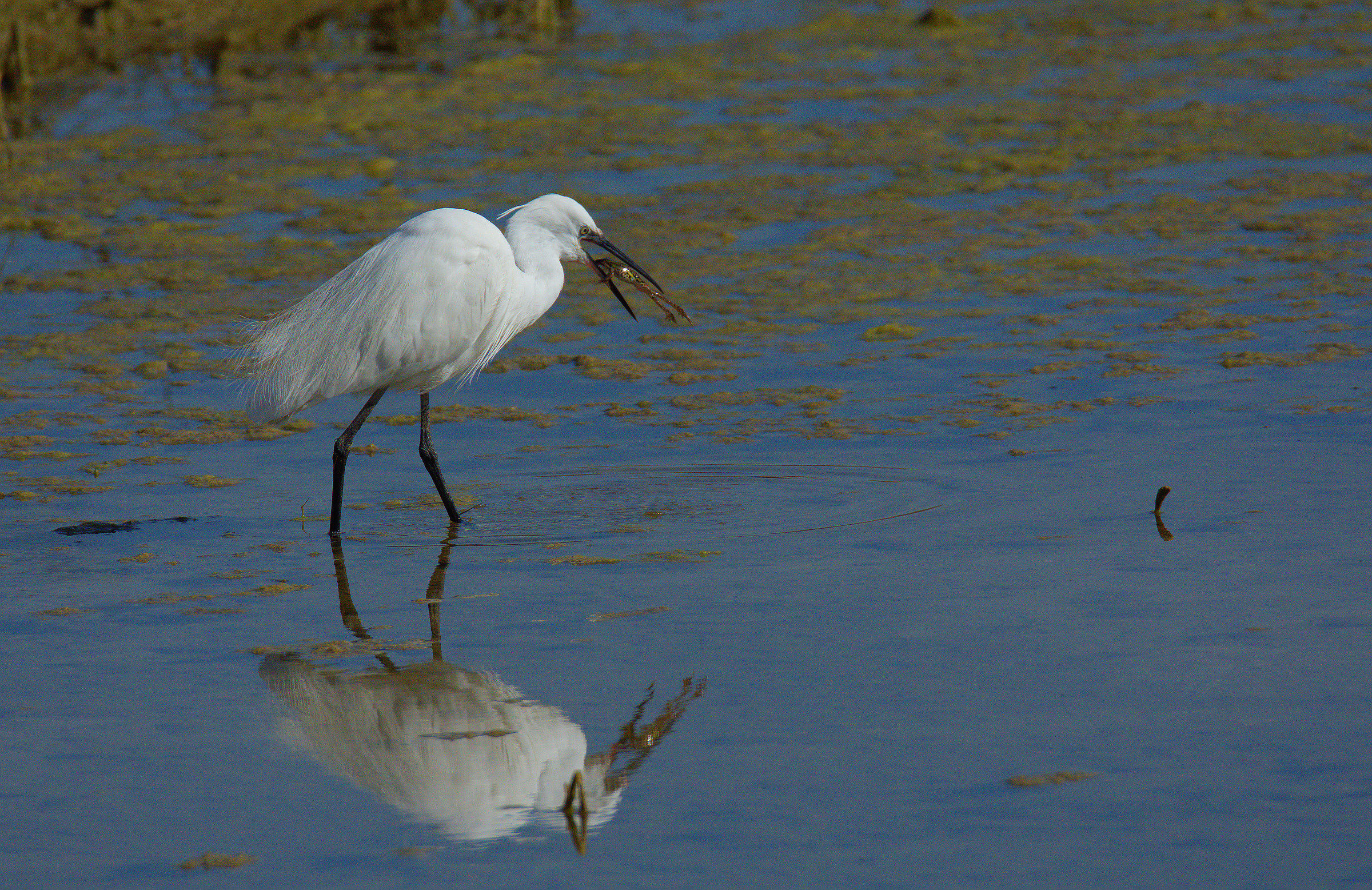 egret