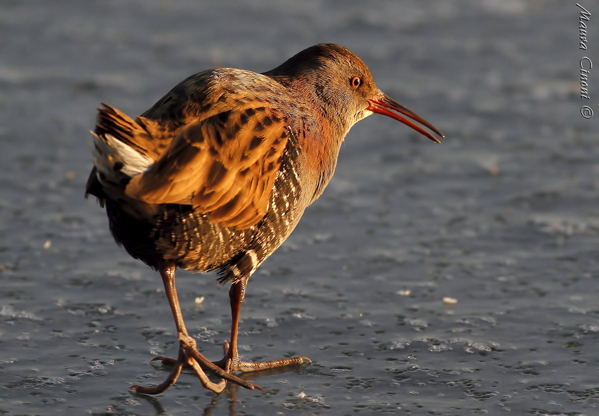 Water rail at sunset on the ice