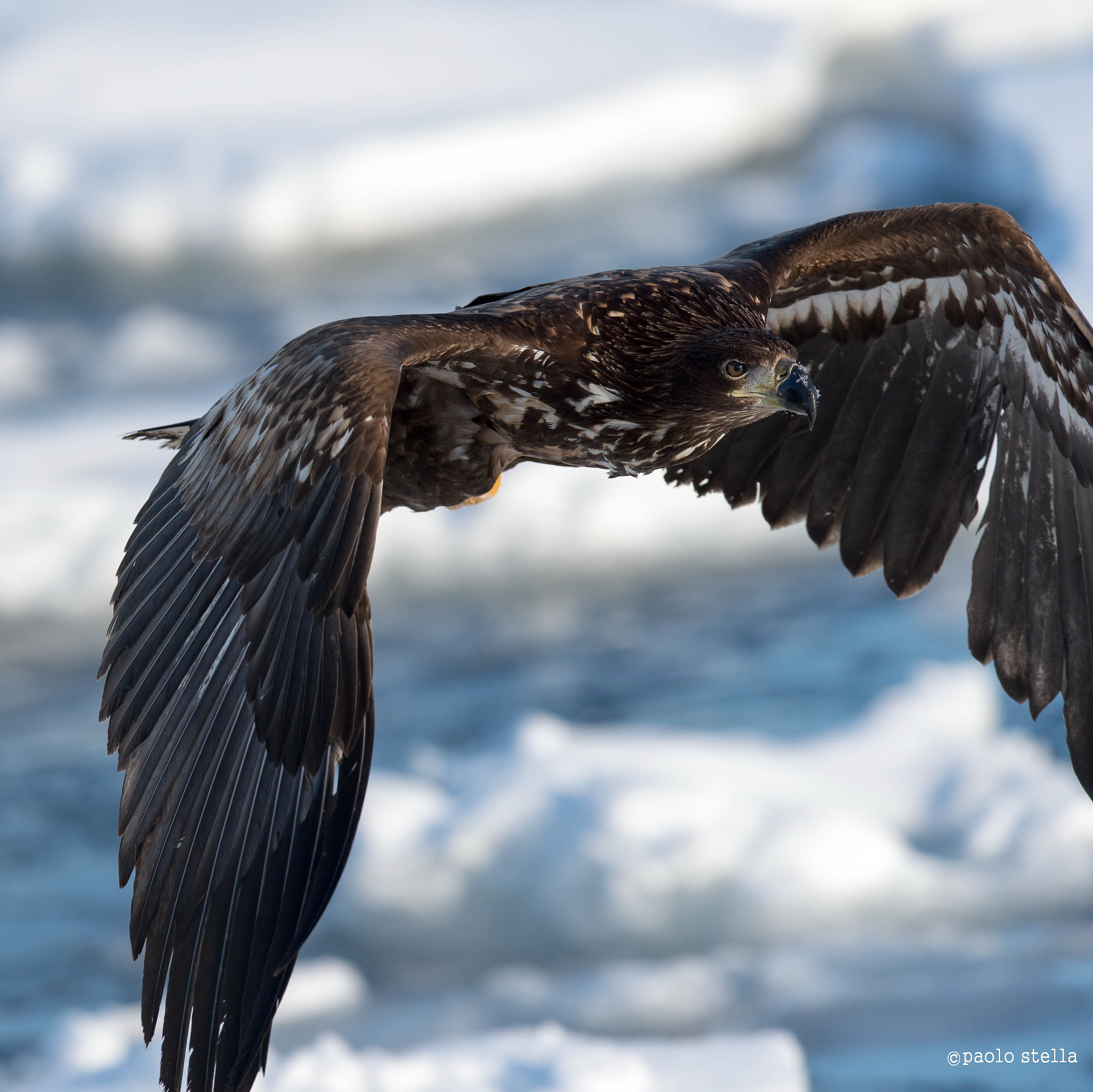 juvenile sea eagle