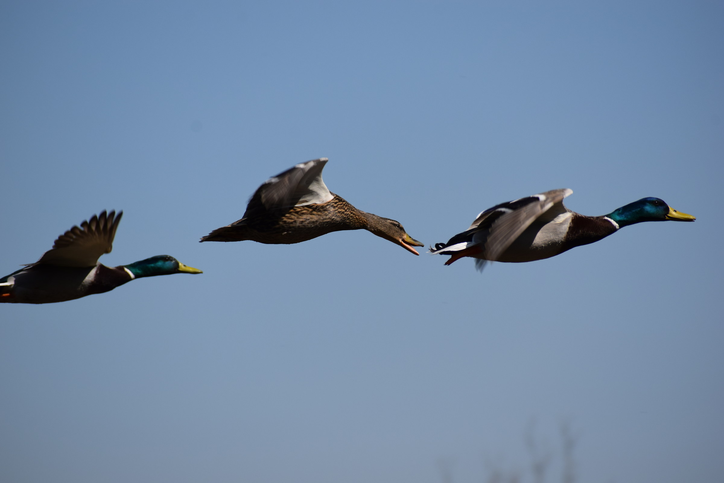 Germani reali in volo