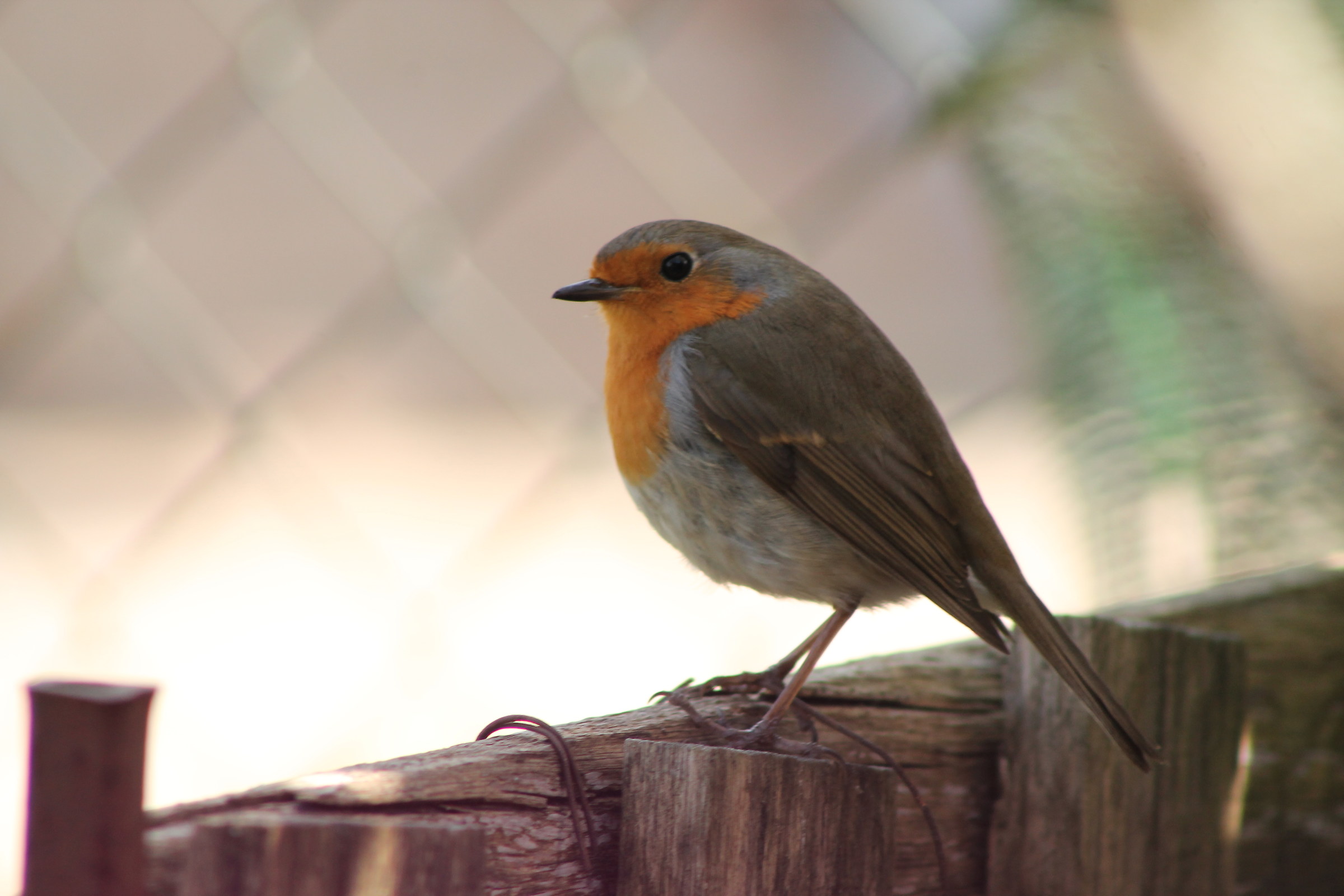 Robin (friend of the garden)