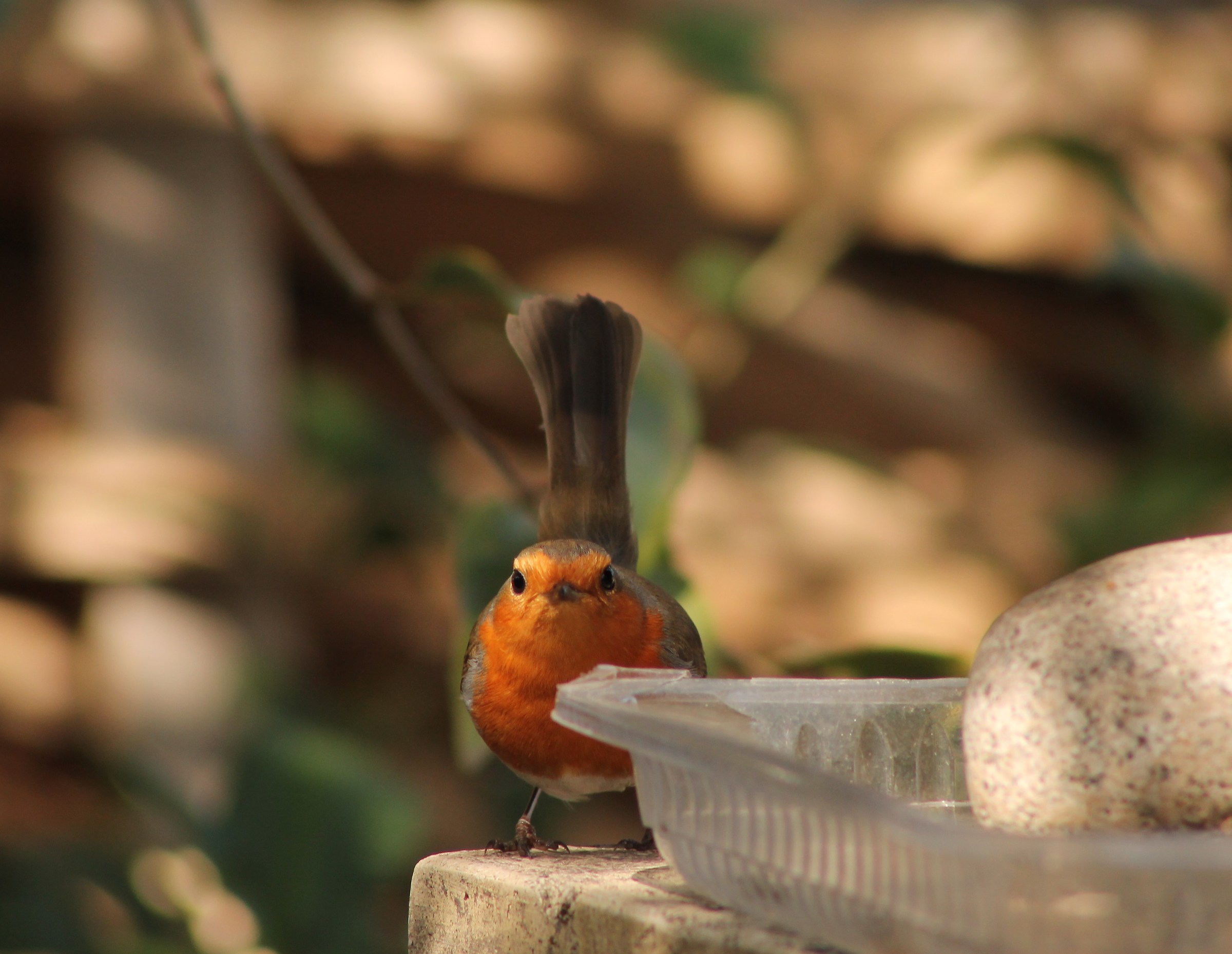 Robin (friend of the garden) 2