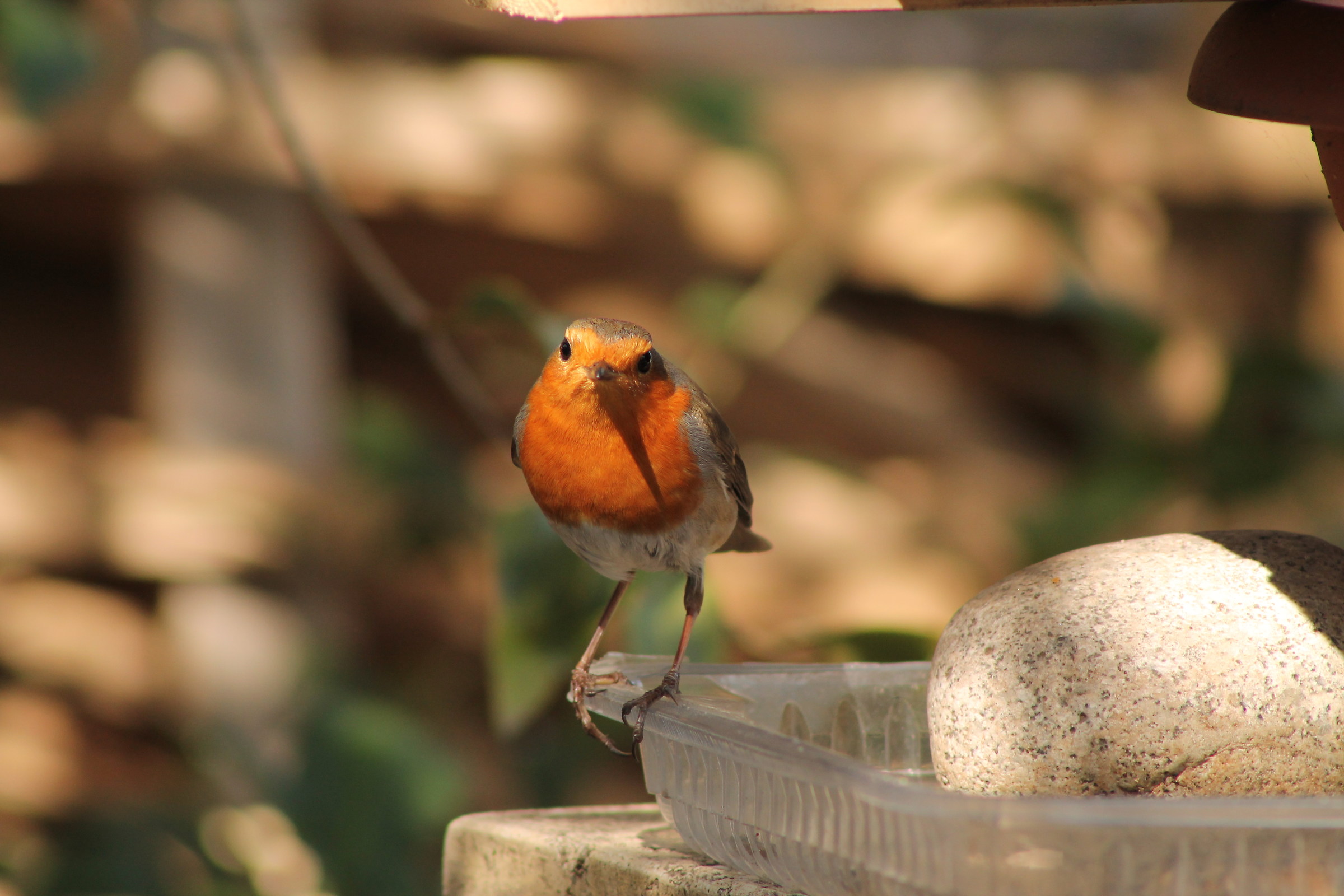 Robin (friend of the garden) 3