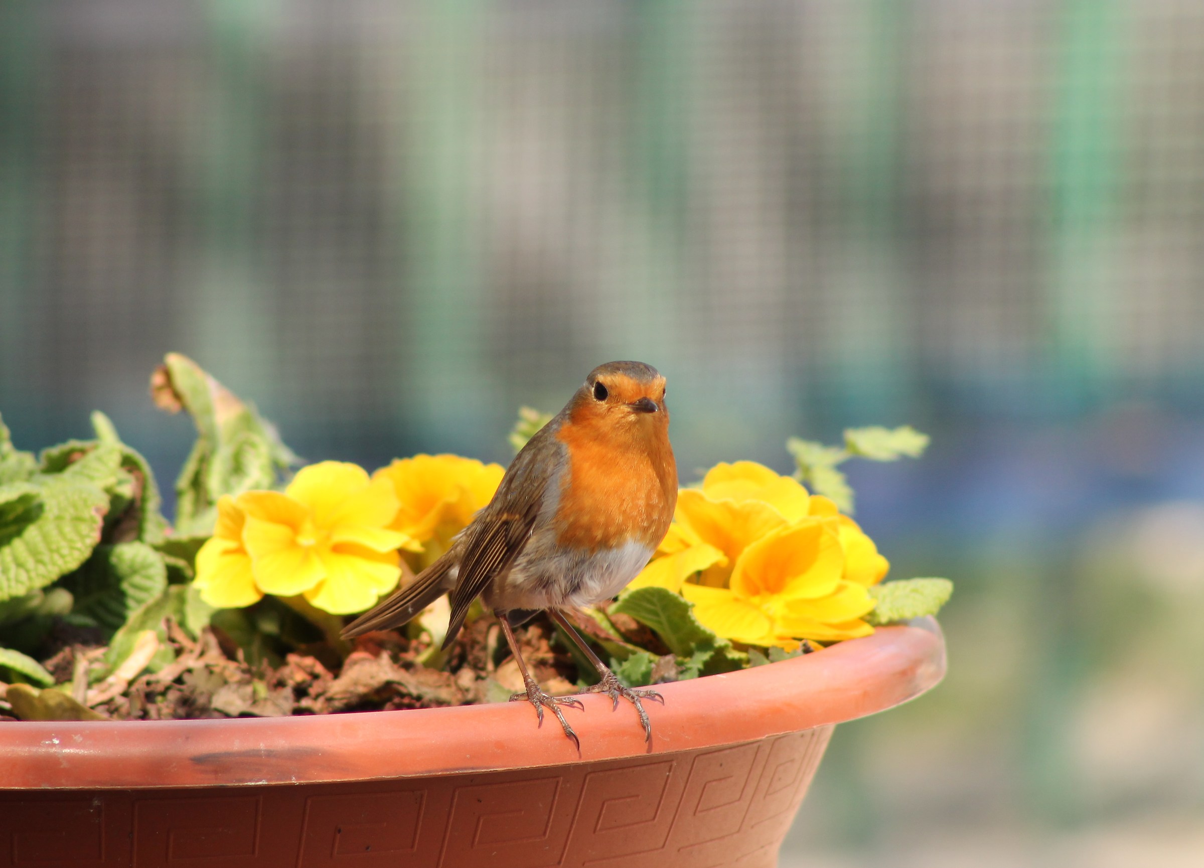 Robin (friend of the garden) 4