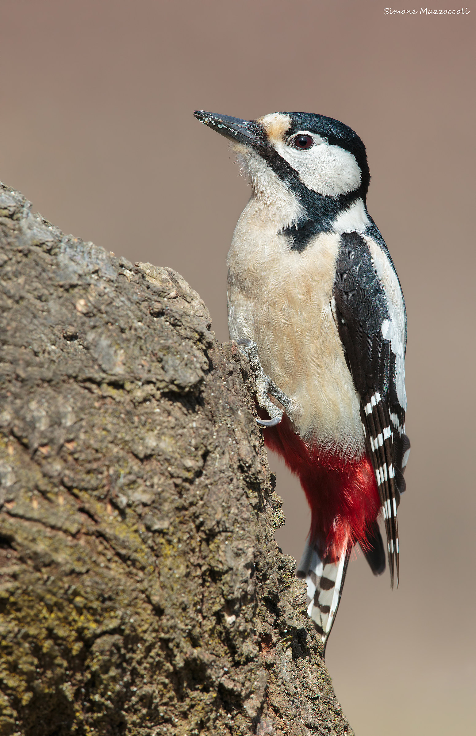 Great Spotted Woodpecker