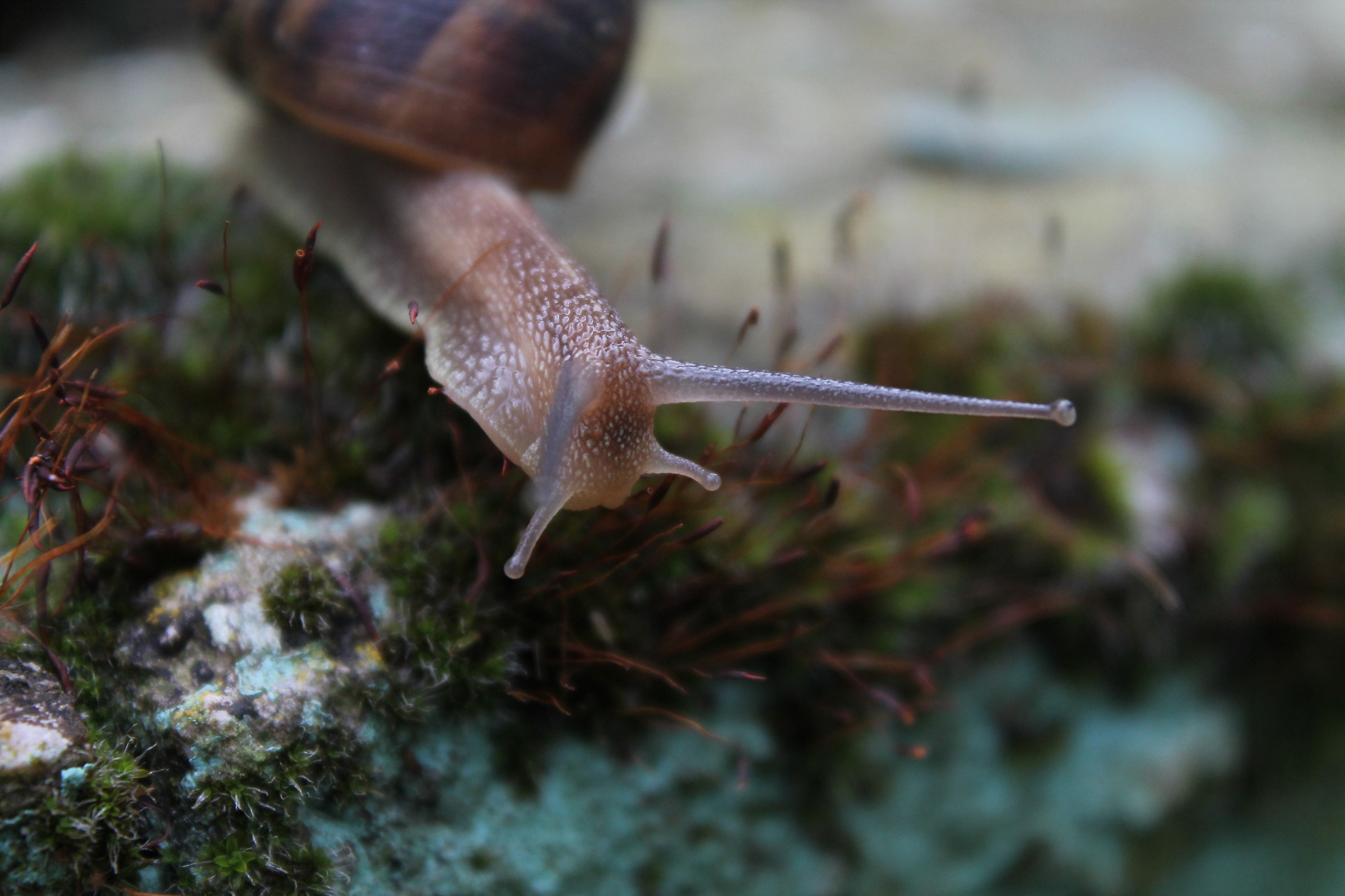 Snail