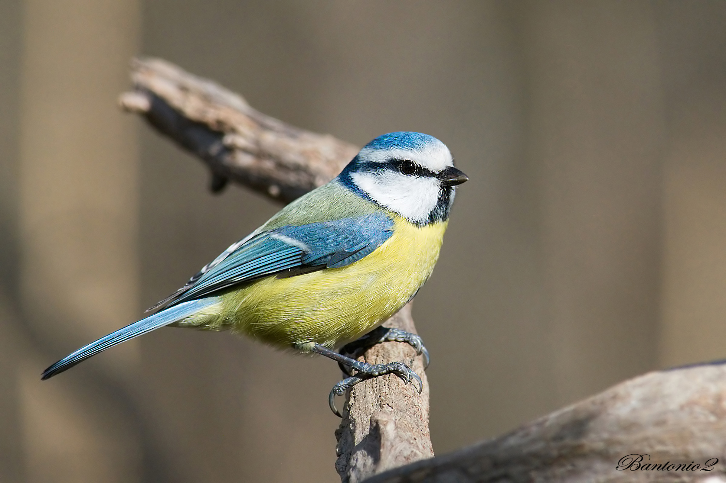 Blue Tit (Parus caeruleus).