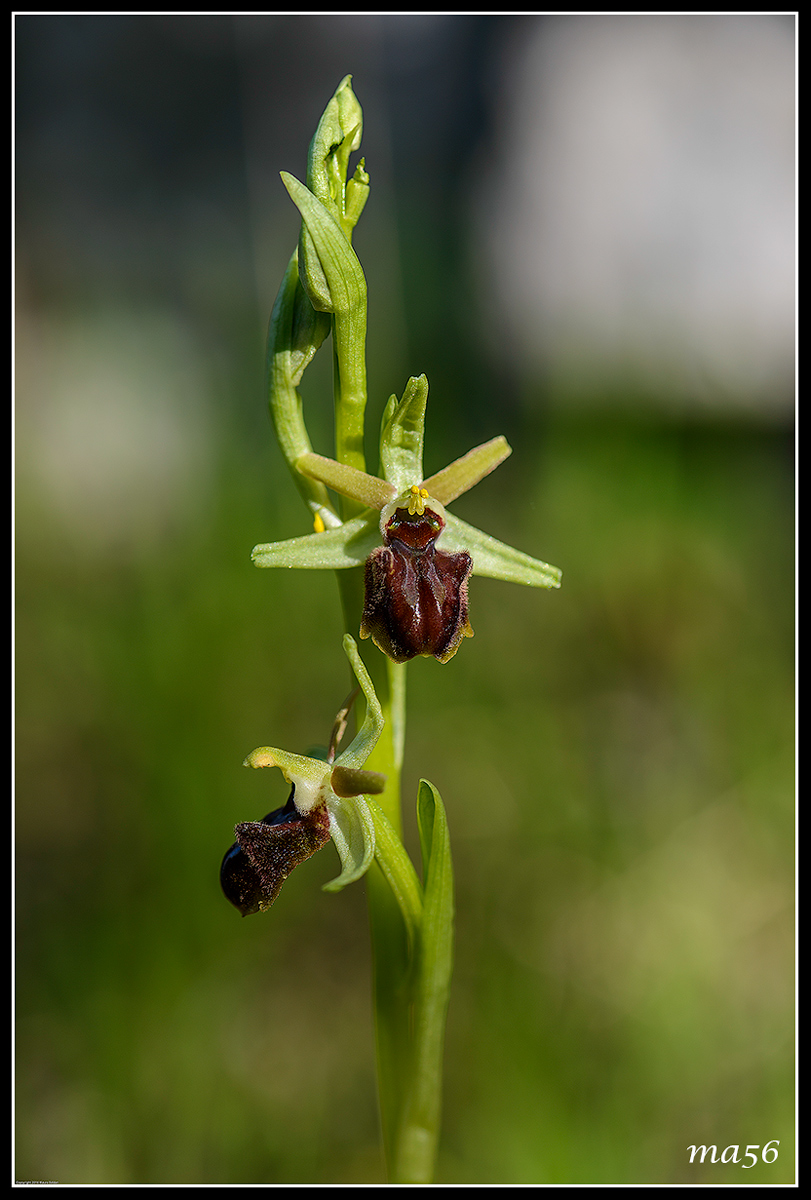 ophrys sphecodes