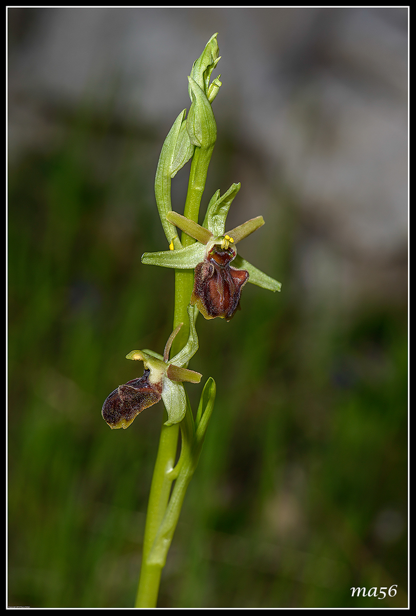 ophrys sphecodes