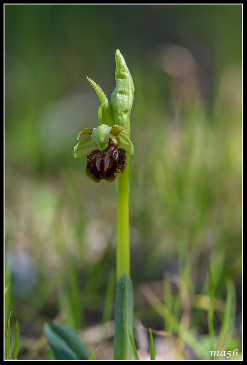 ophrys sphecodes