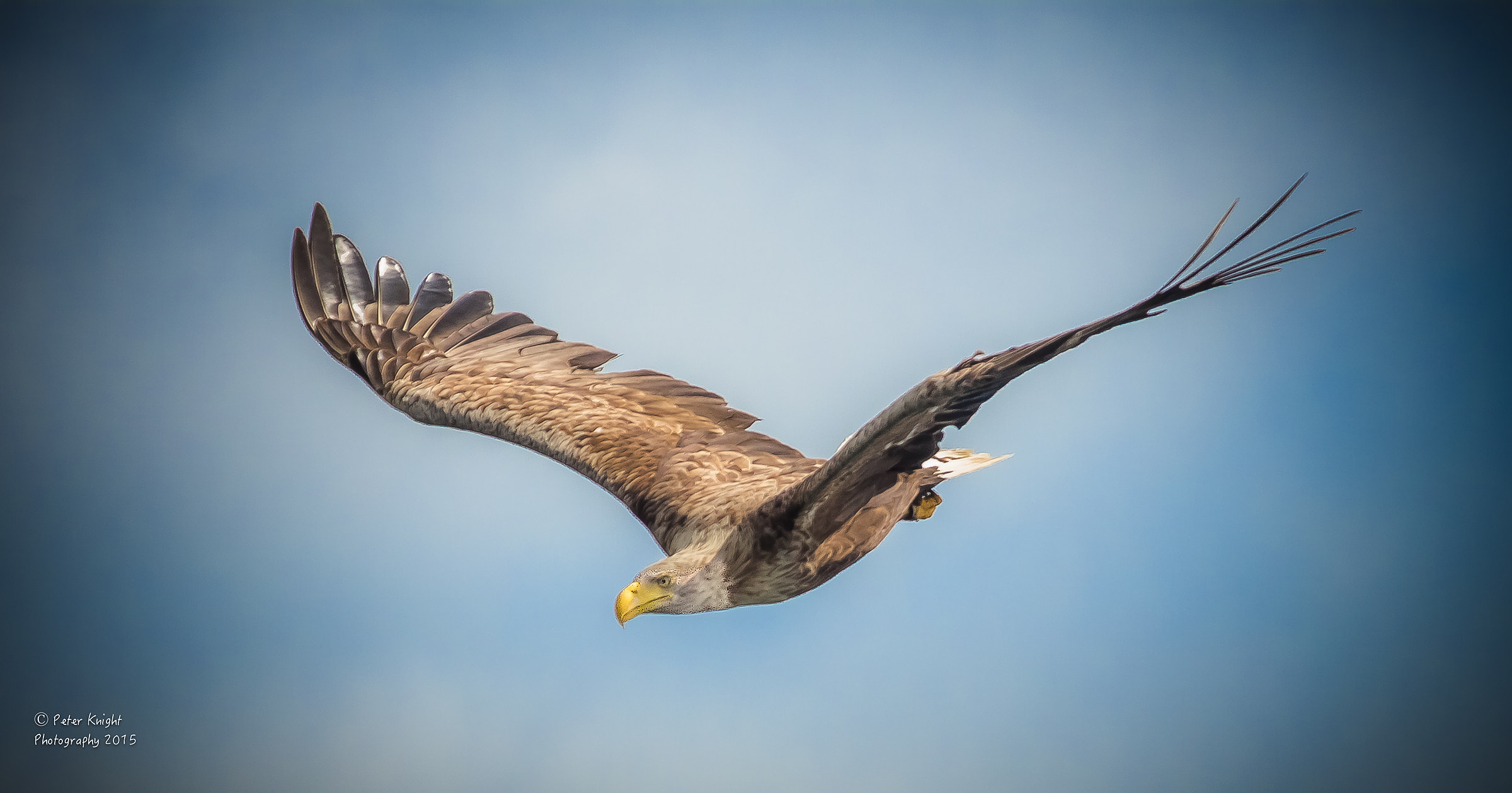 Fish Eagle off Mull