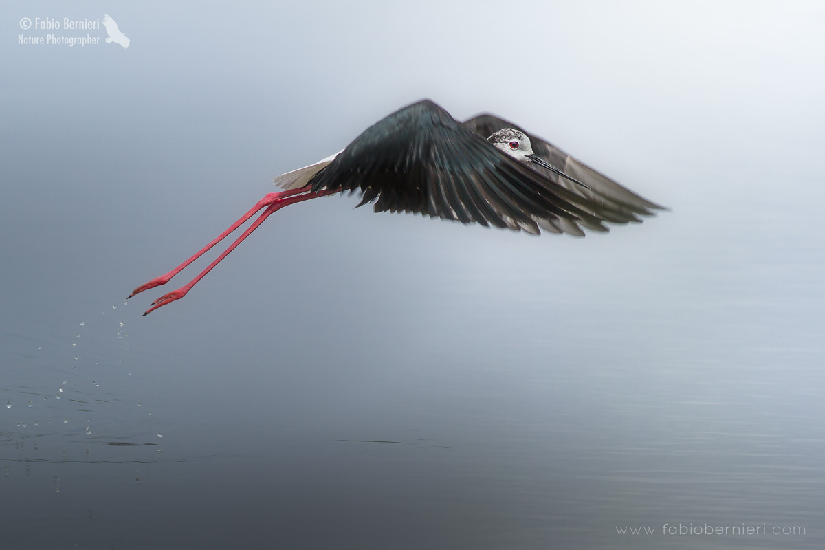 Himantopus himantopus