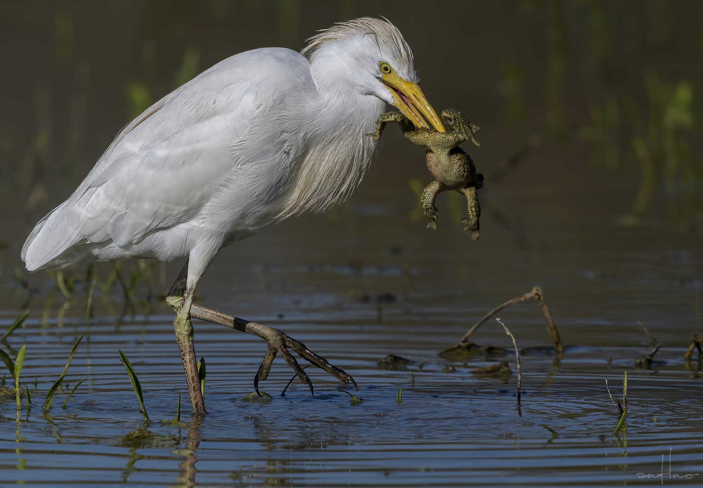 Egret