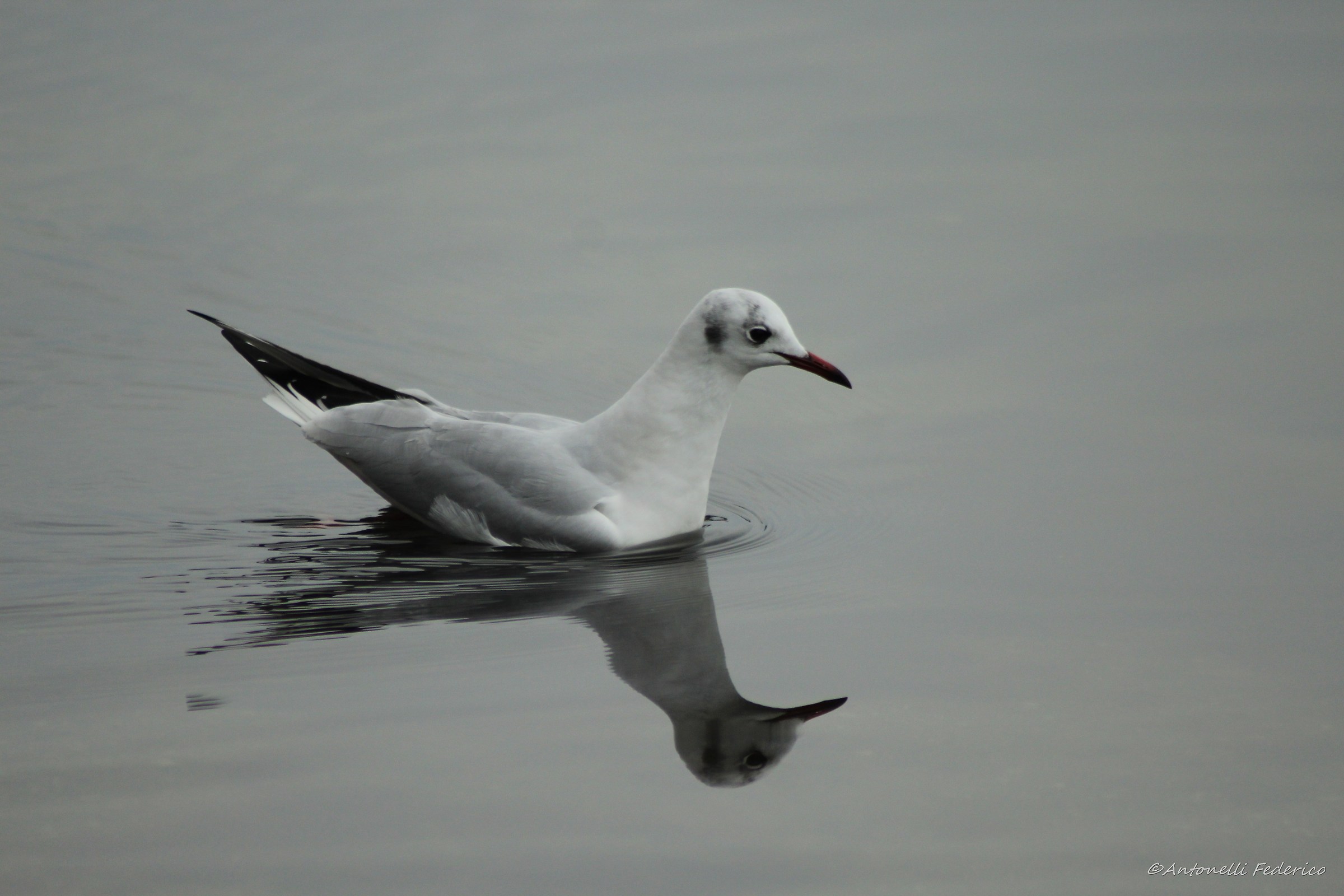 common gull