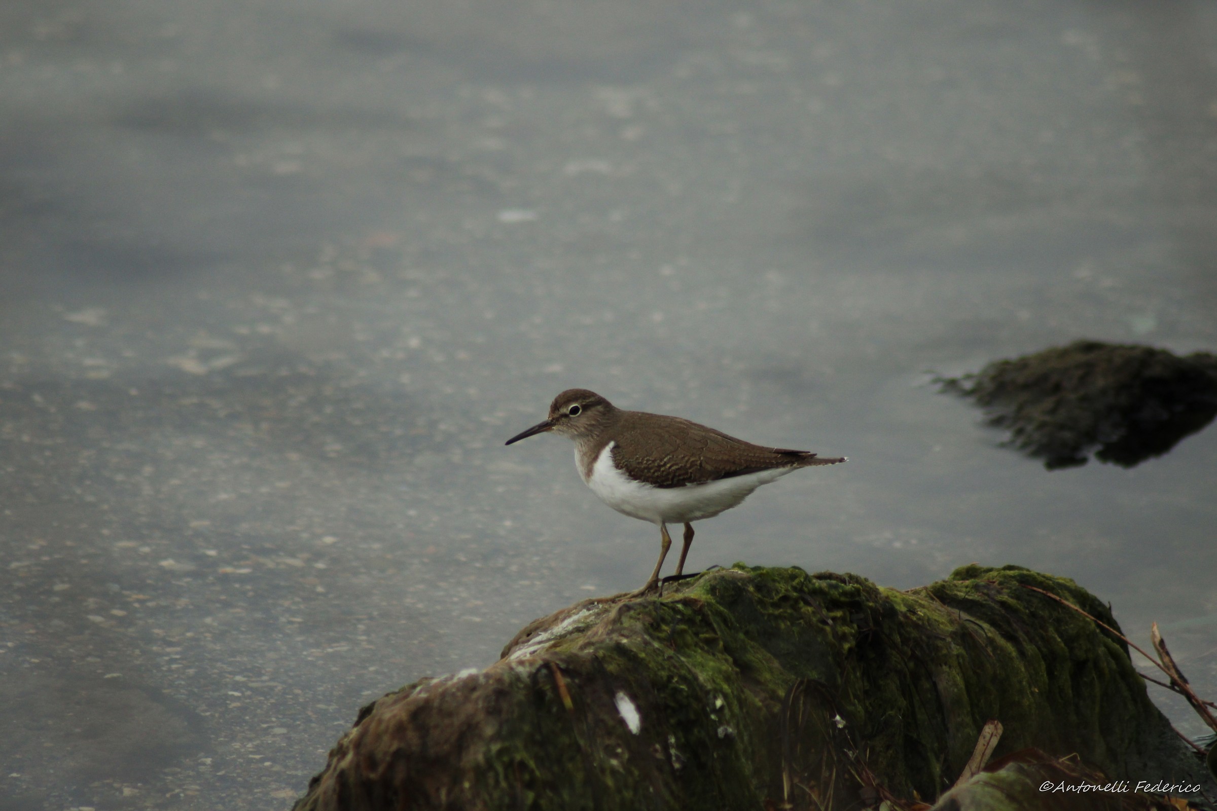 Common Sandpiper