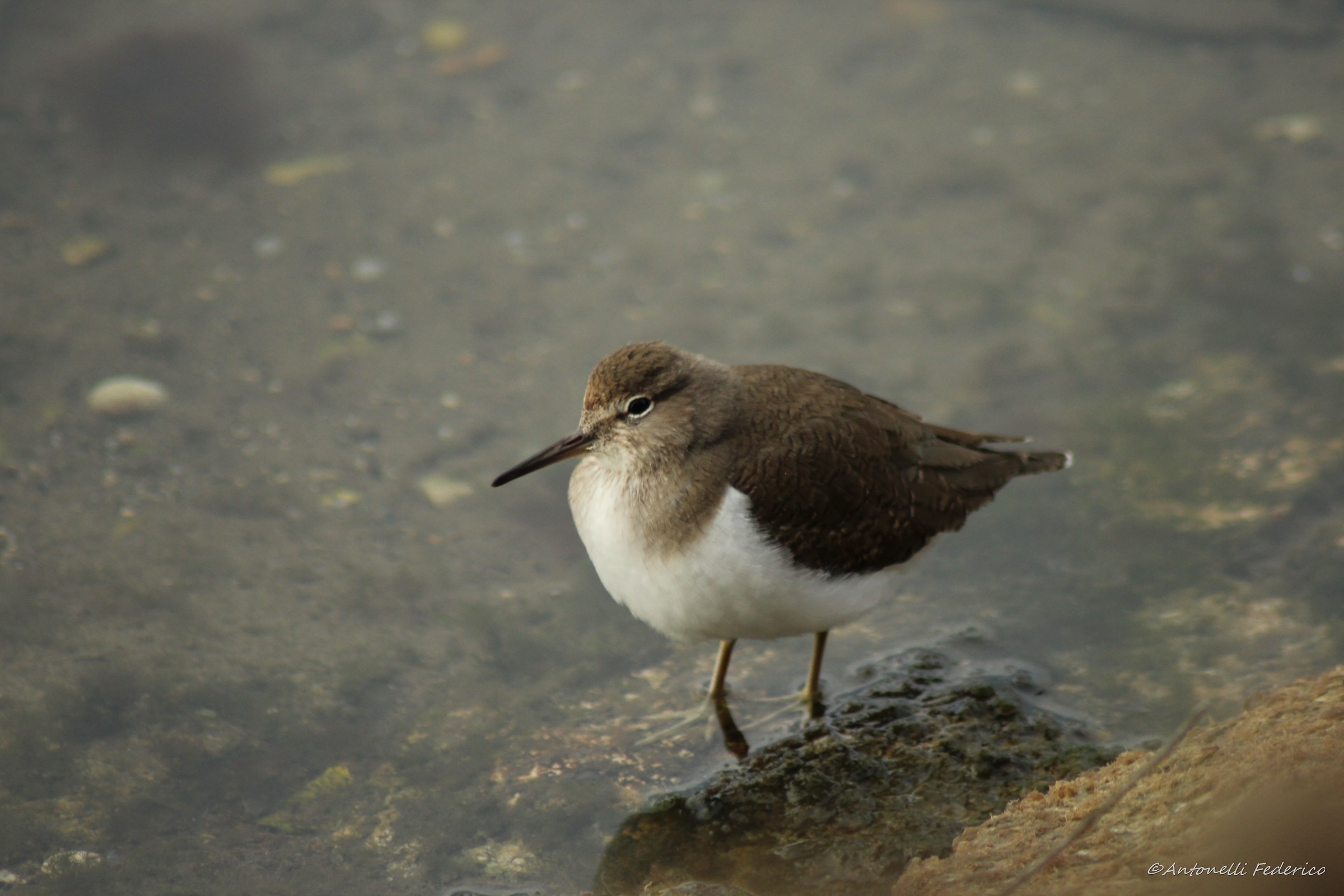 Common Sandpiper