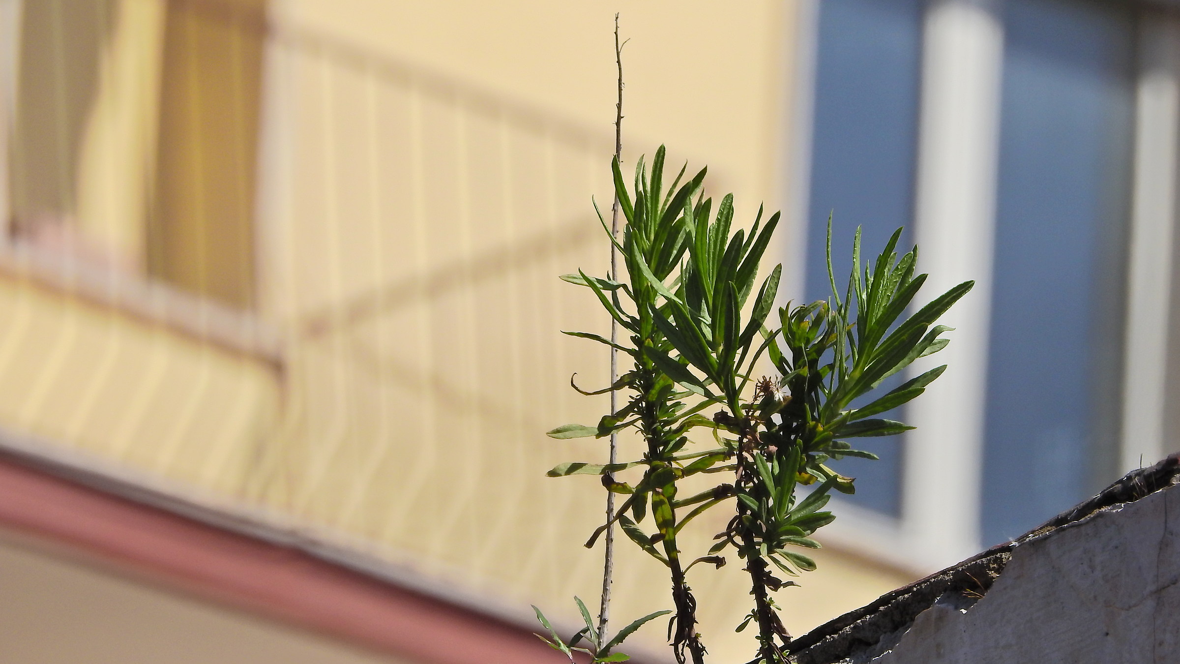 La primavera sta esplodendo