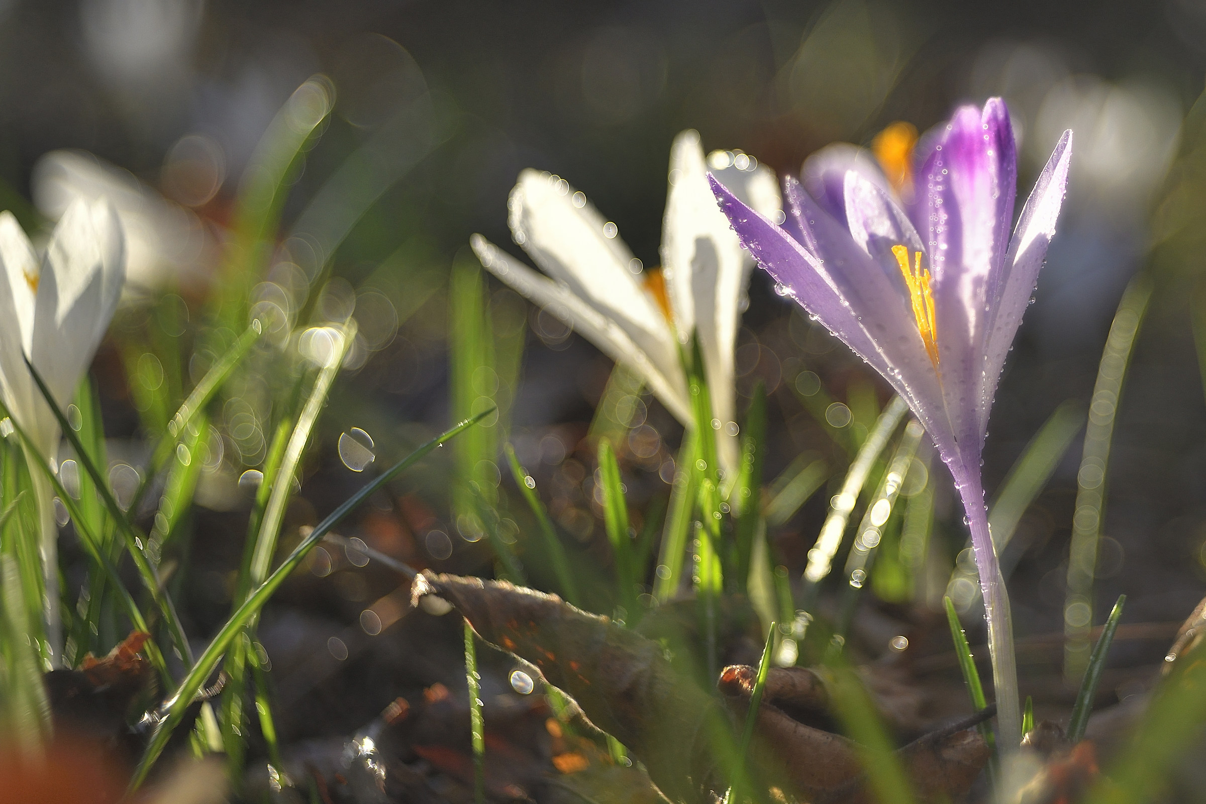 Crocus e bolle