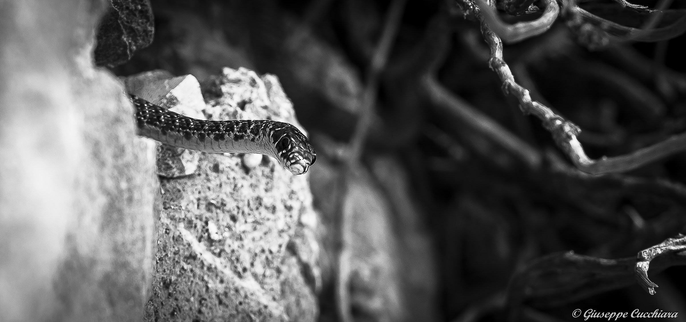 B & W snake