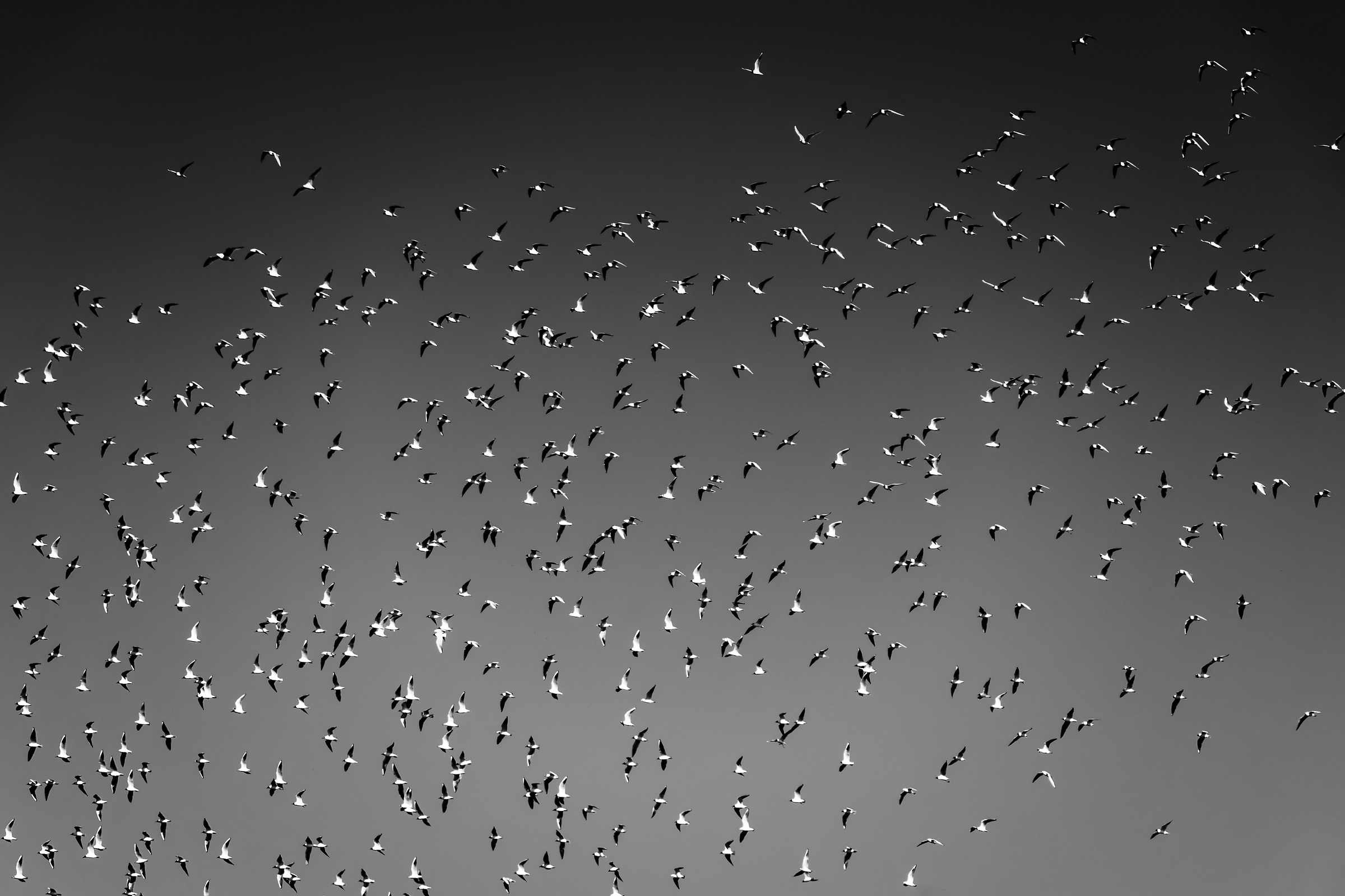 Una Murmuration di gabbiani ?????