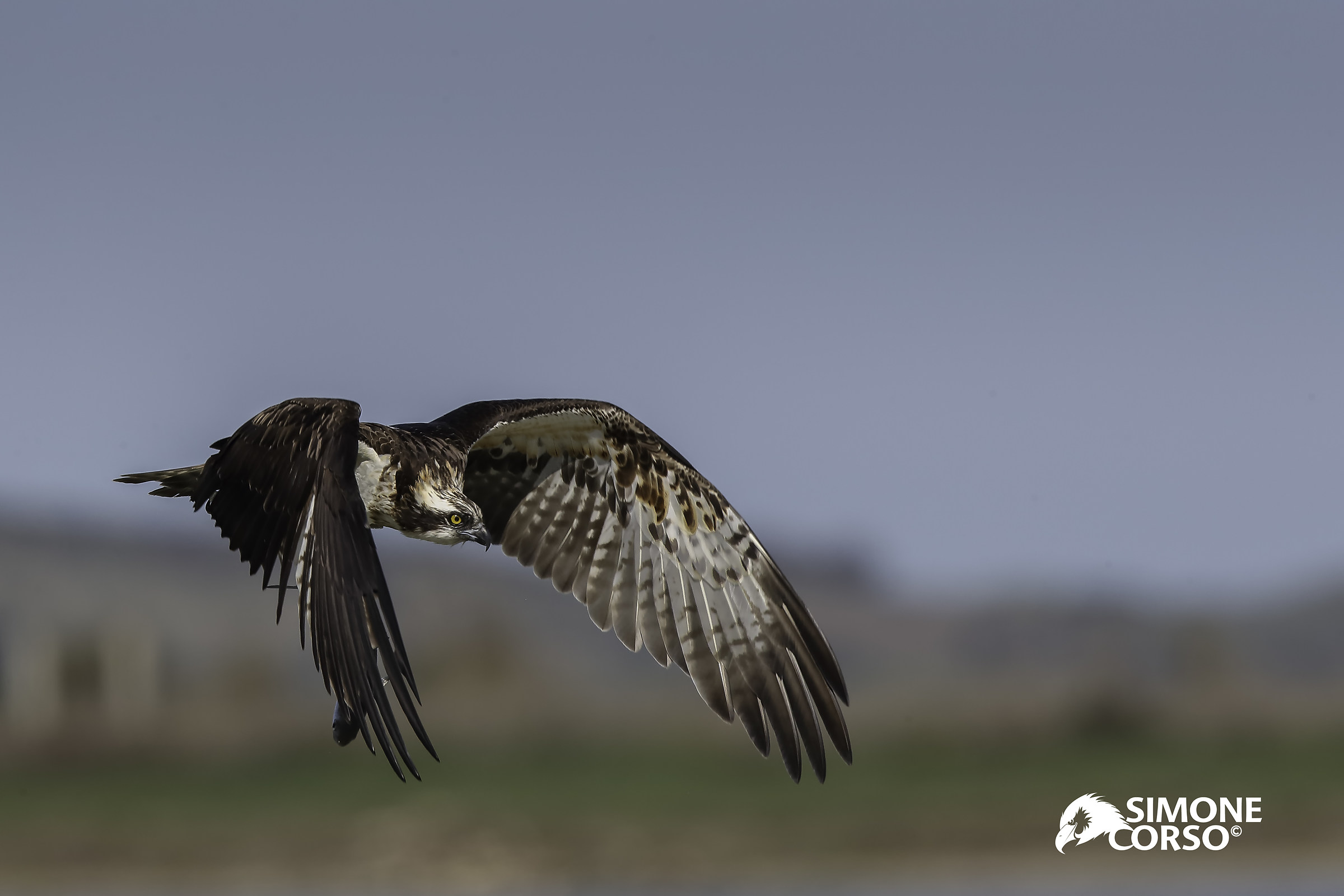 Falco Pescatore e la sua preda