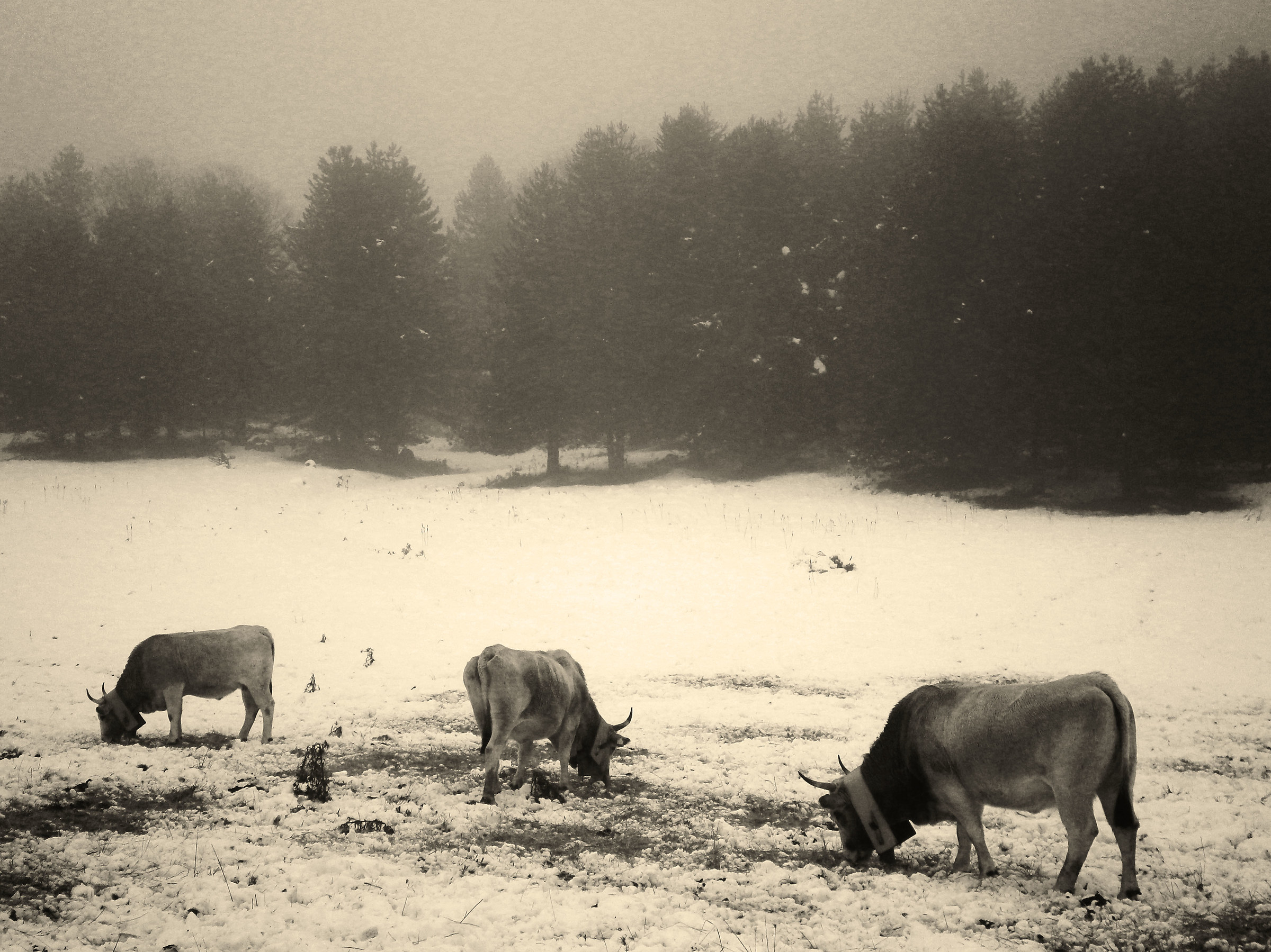 2016 Calabria. Sila Grande. Carrumancu.