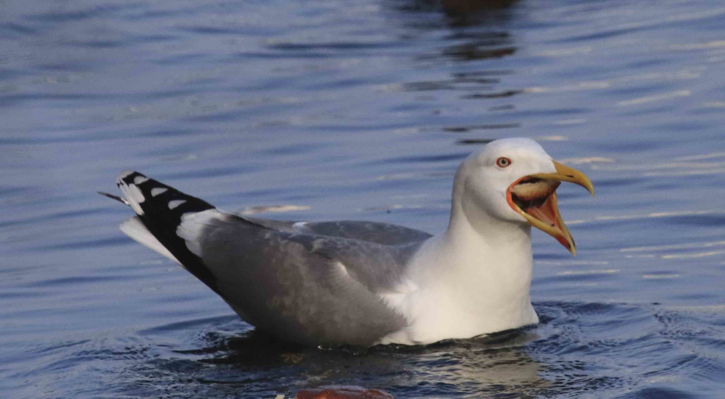 Il grido del gabbiano