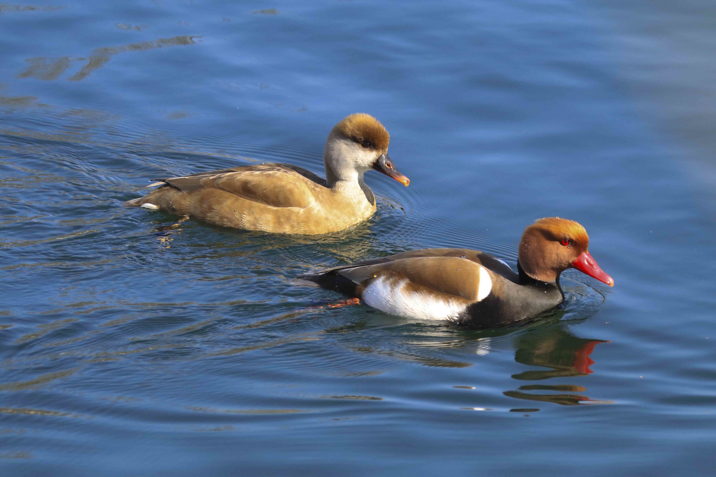 Coppia di fistioni turchi
