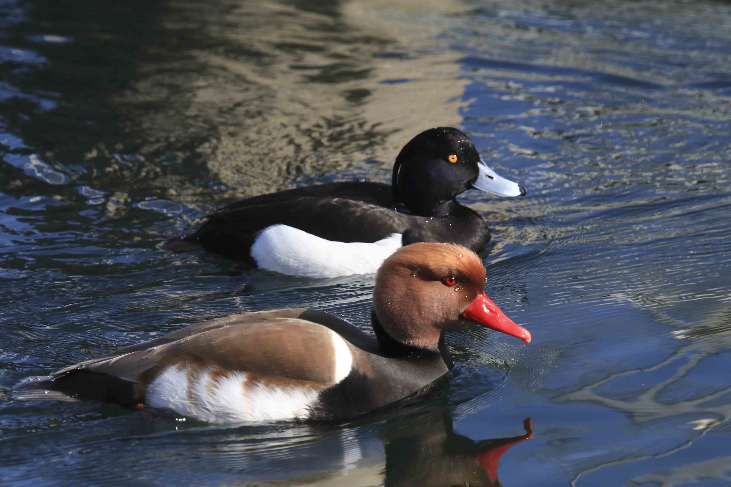 Fistione con moretta