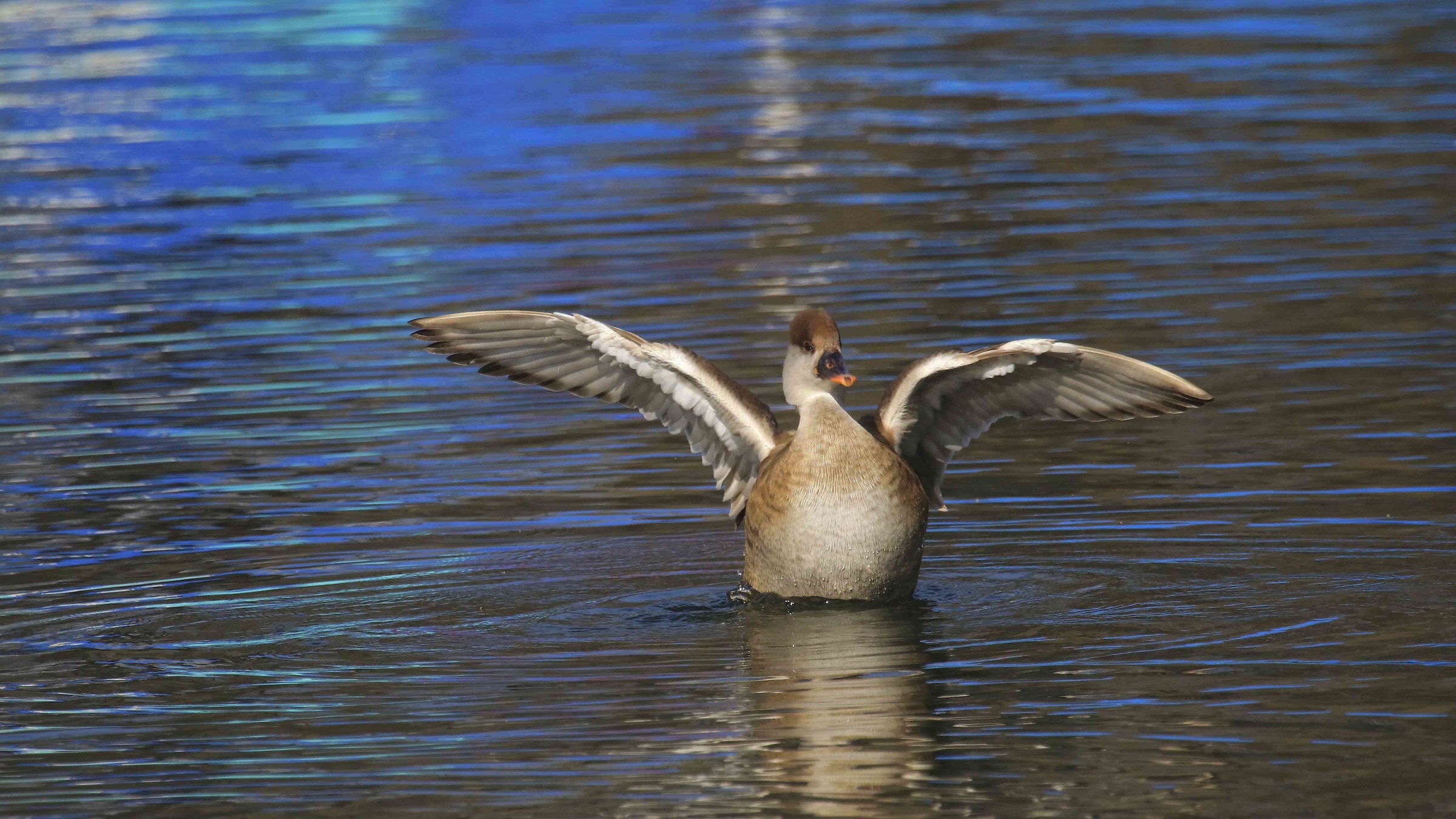 Decollo del fistione