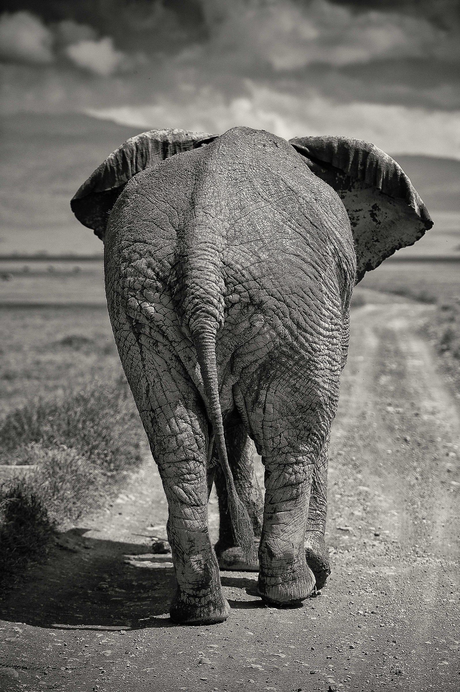 Save the Elephants