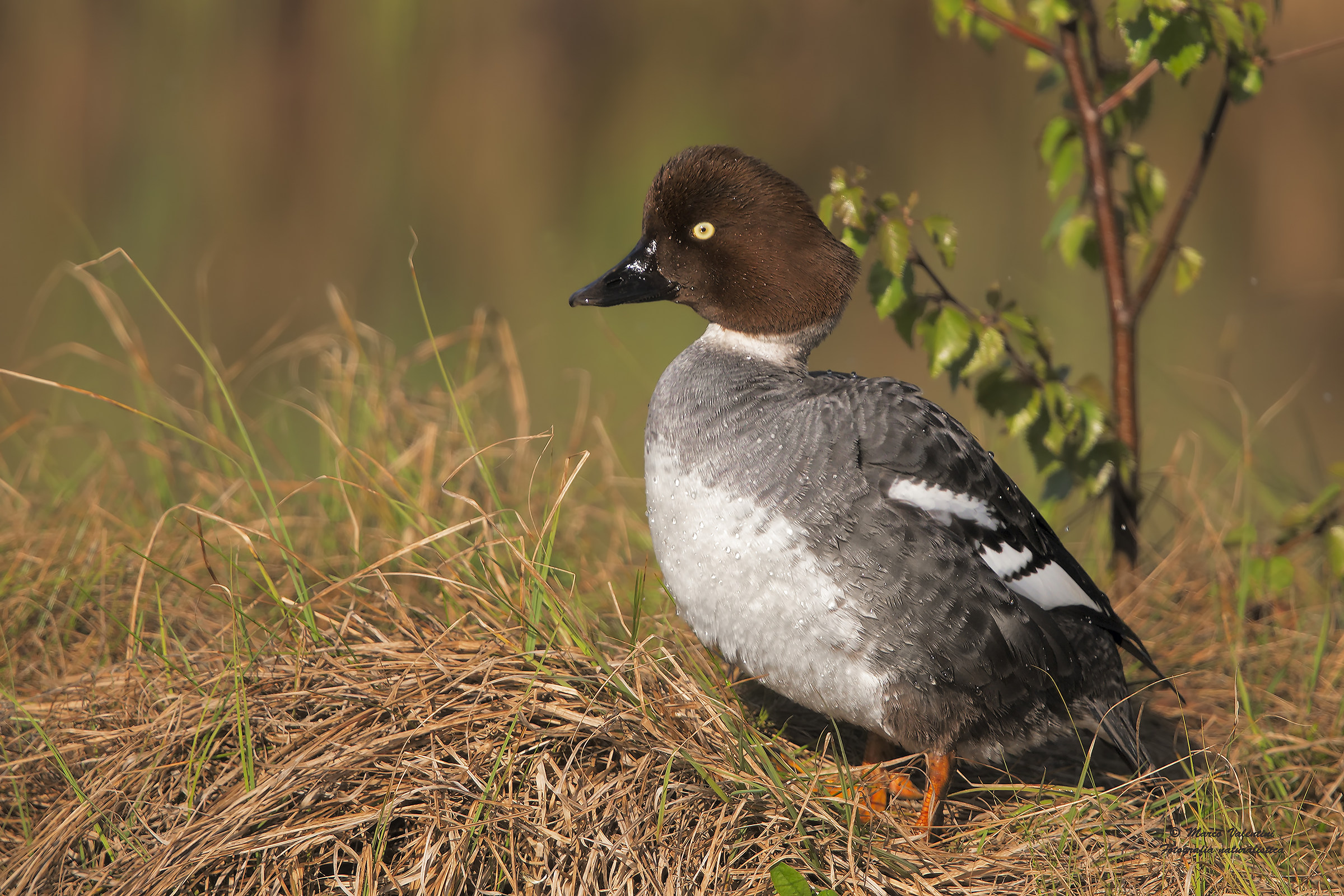 Female goldeneye