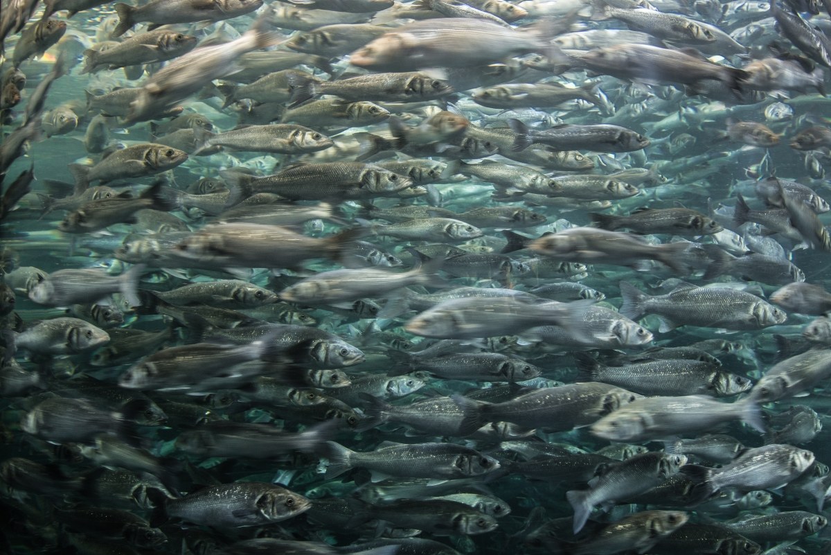 constantly moving ..............