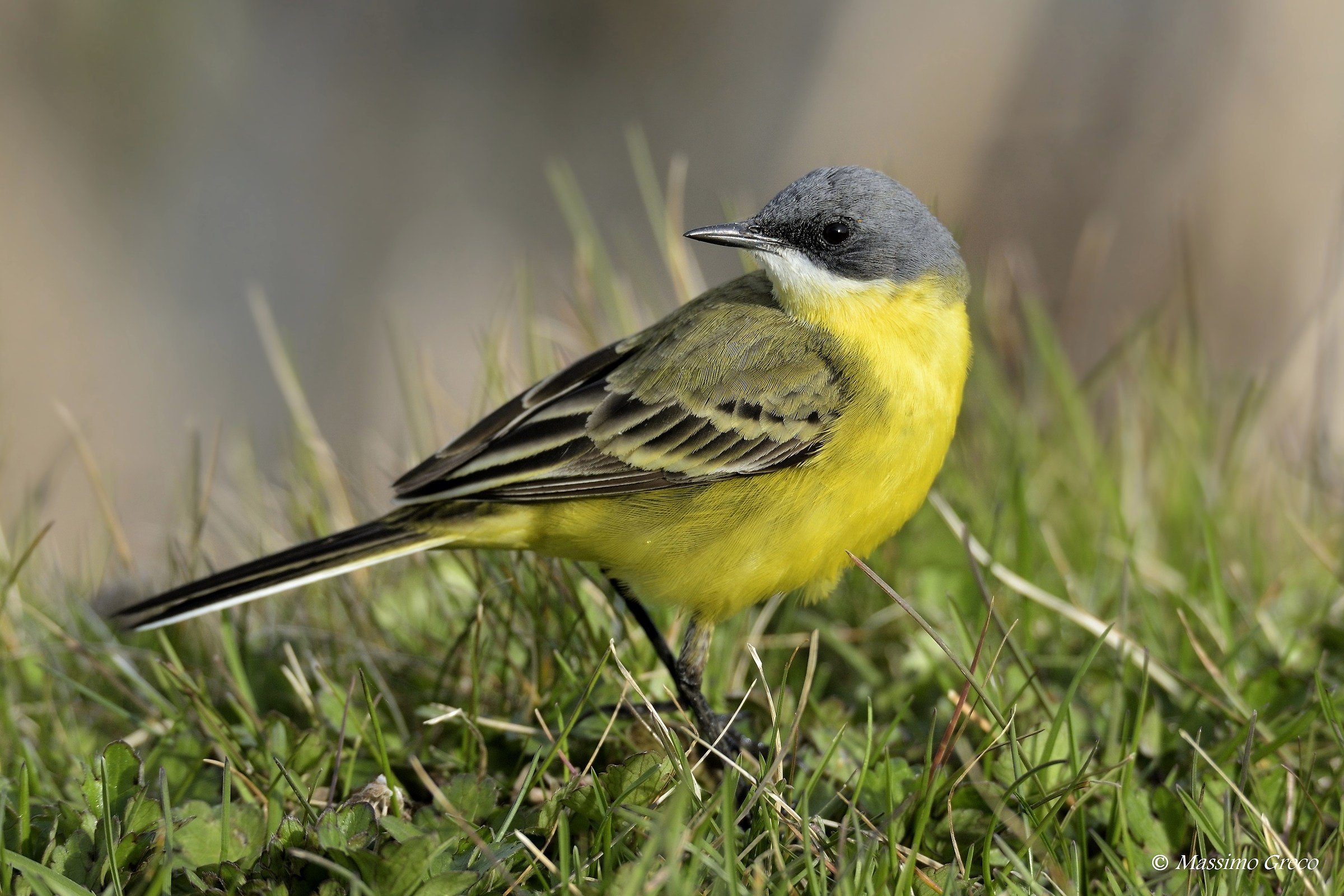 Yellow Wagtail (Motacilla flava)