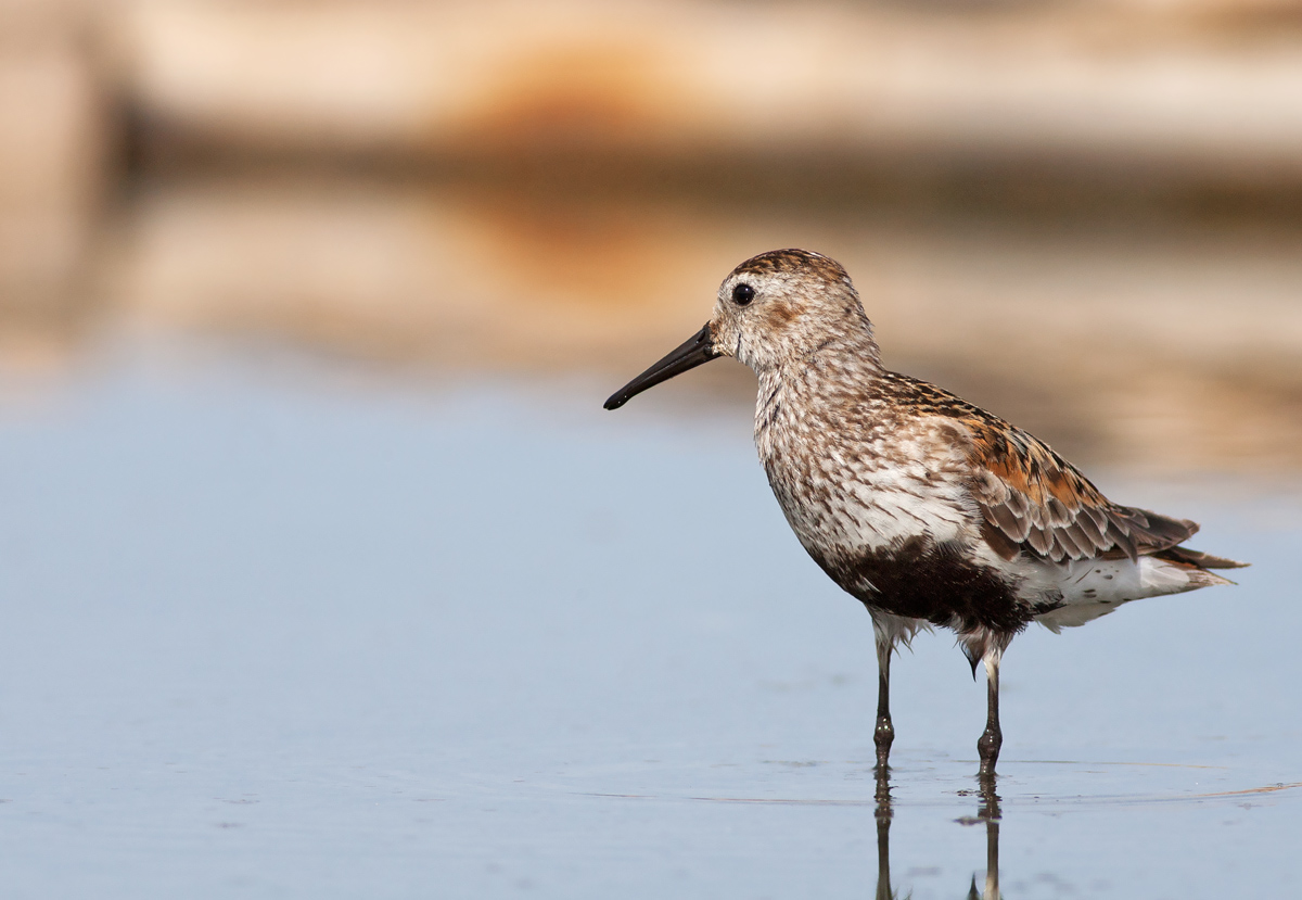 Piovanello pancianera