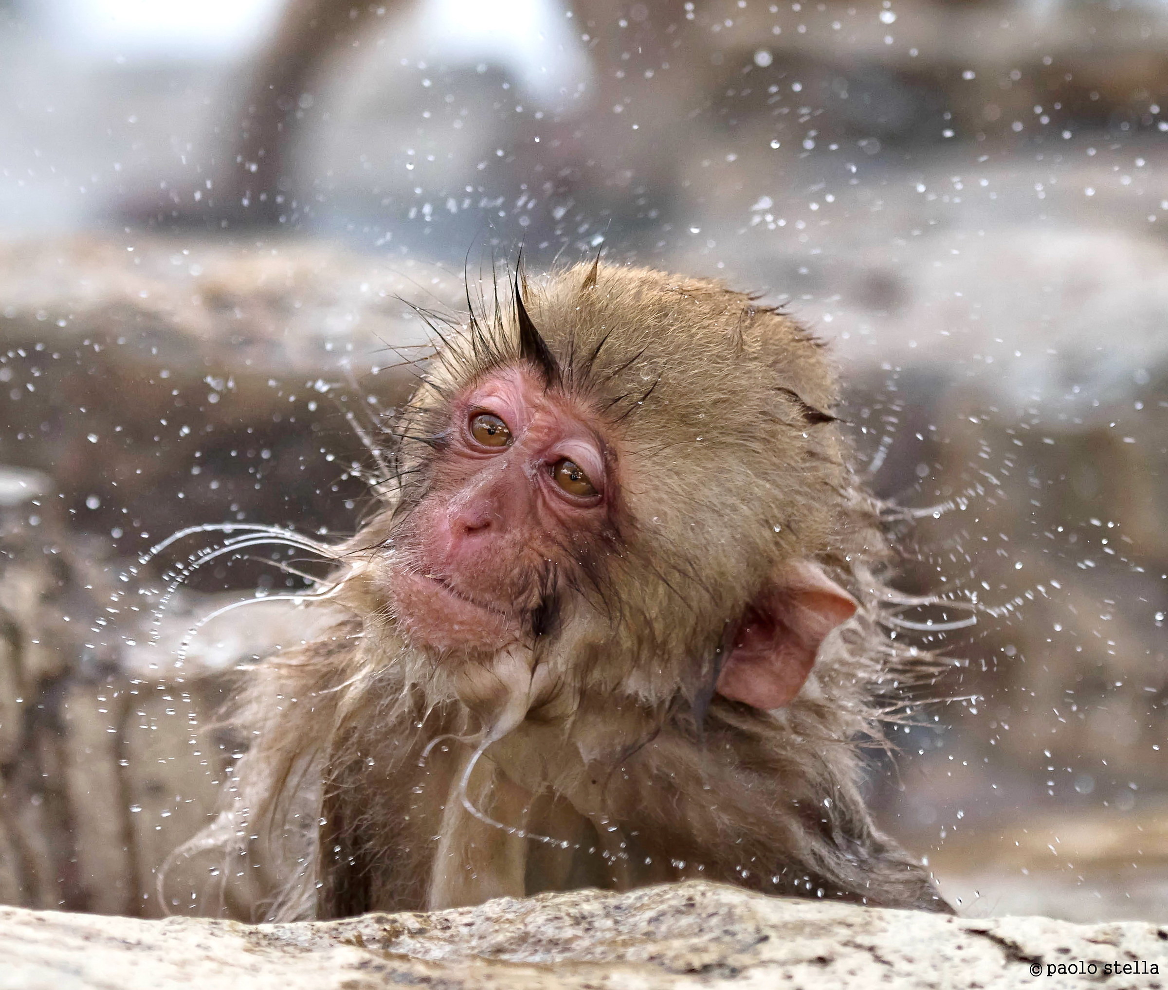 head shake - Macaca fuscata