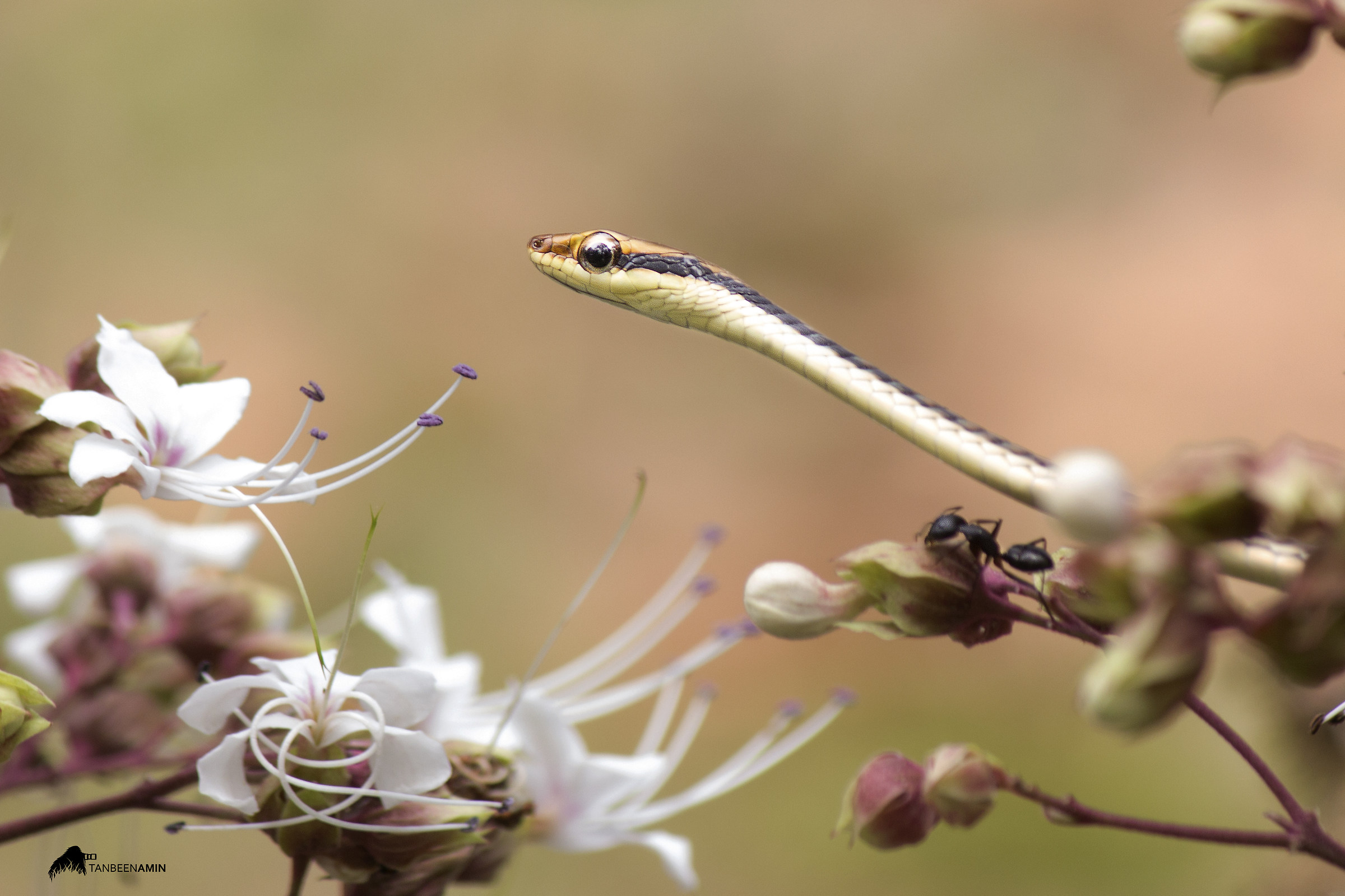 Common Bronzeback Tree Snake