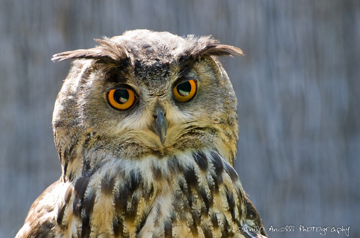 Ritratto di gufo