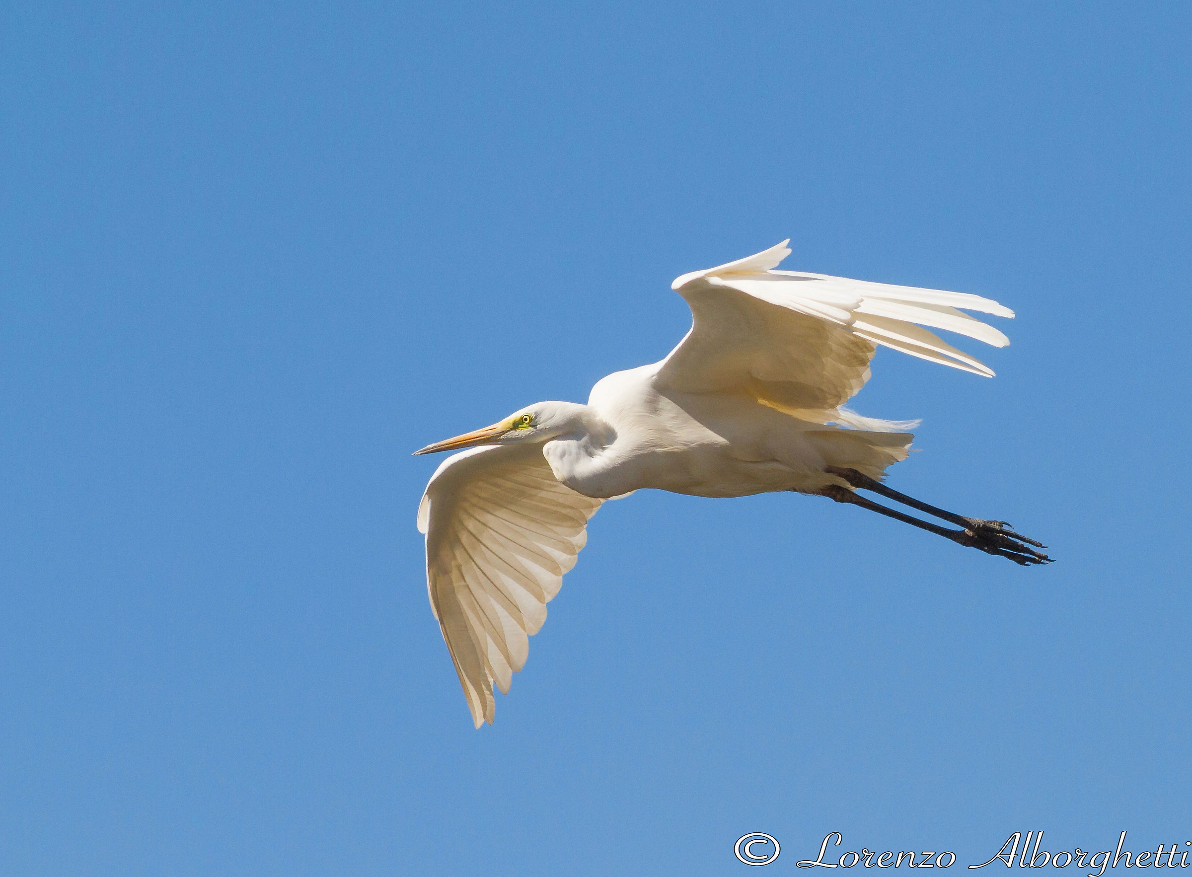 Airone bianco maggiore