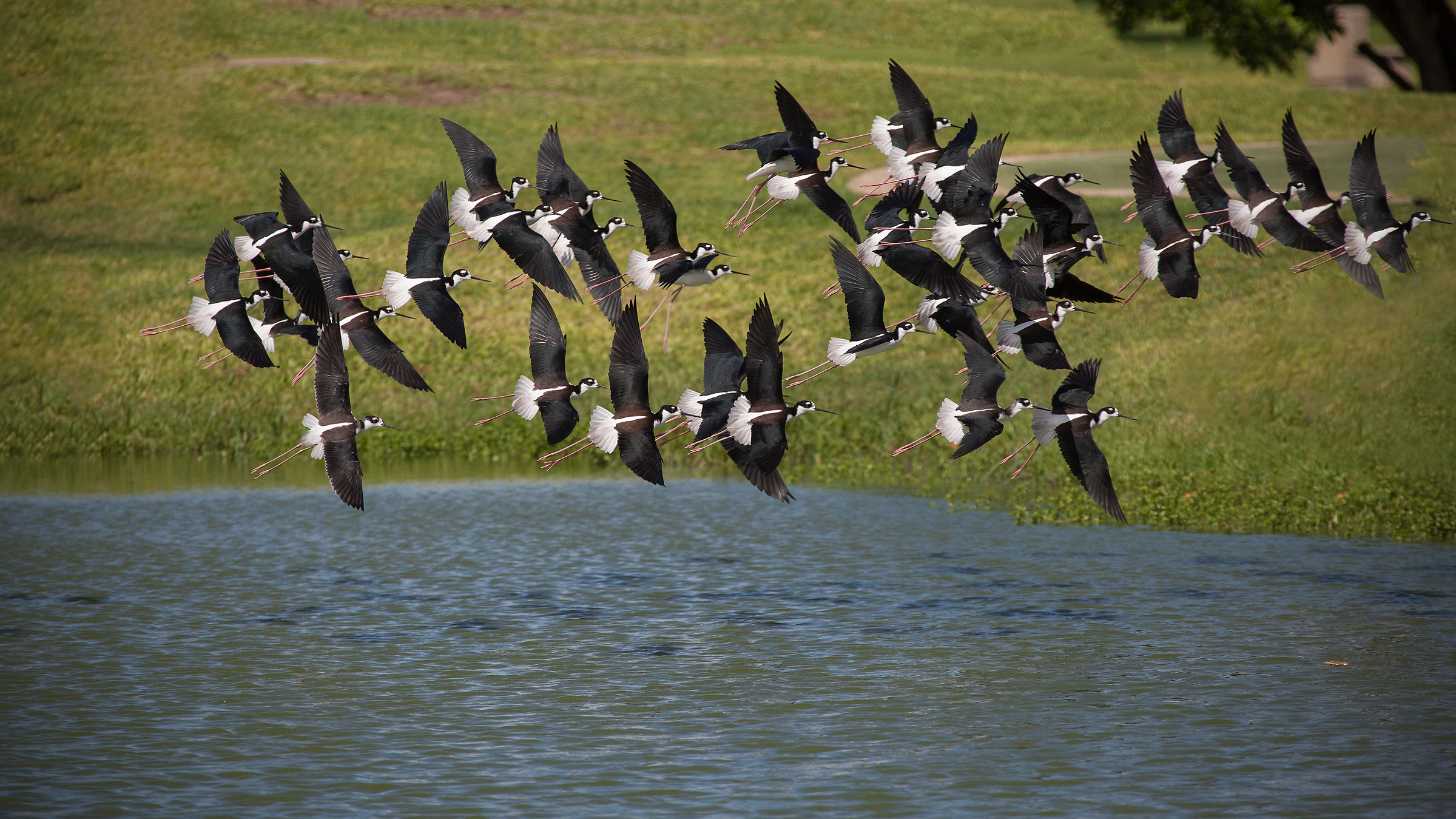 Comitiva di Cavalieri